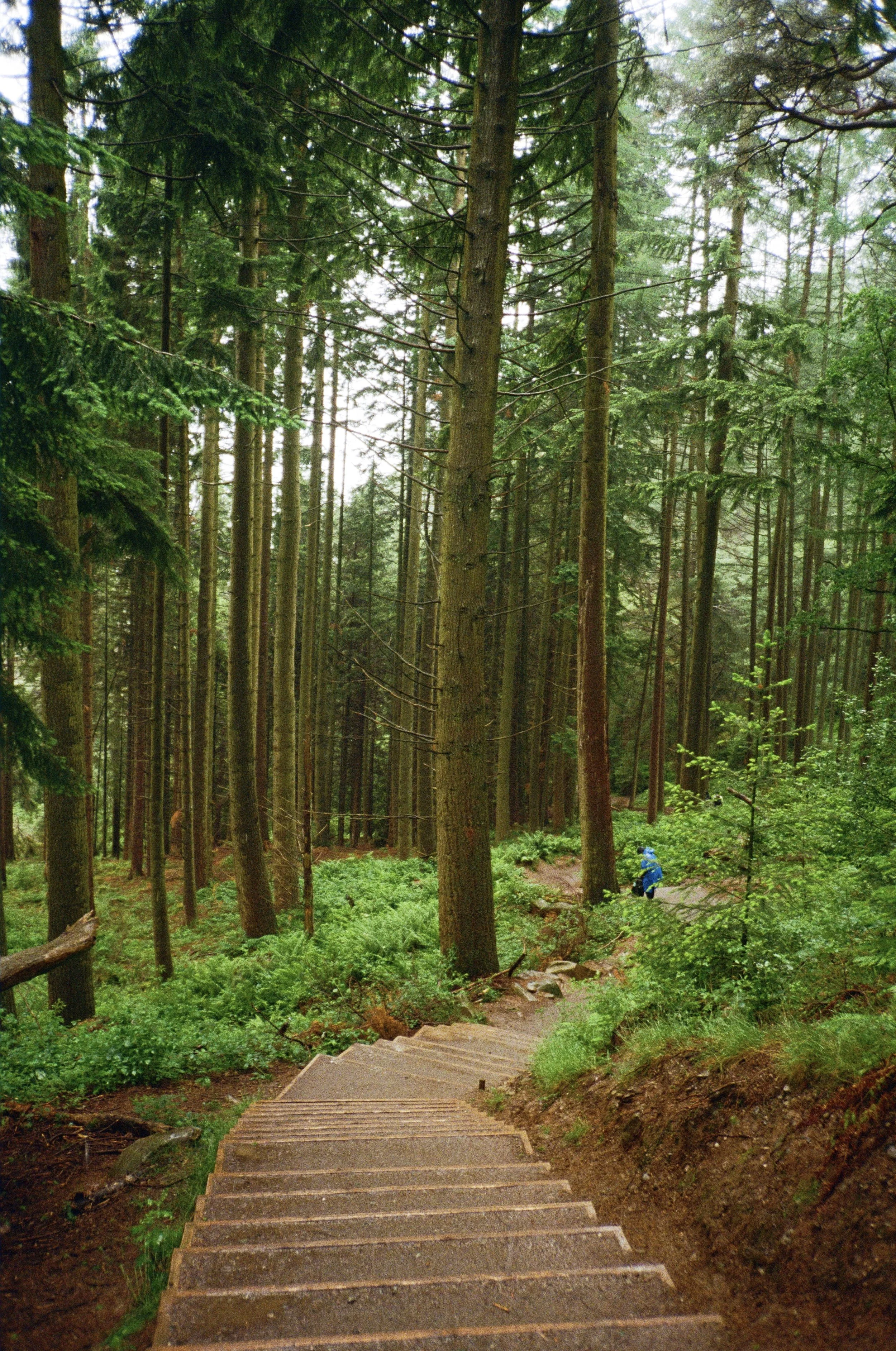 A wooden trail in a dense green forest with tall trees and lush foliage, and a hiker in a blue jacket walking along the trail.