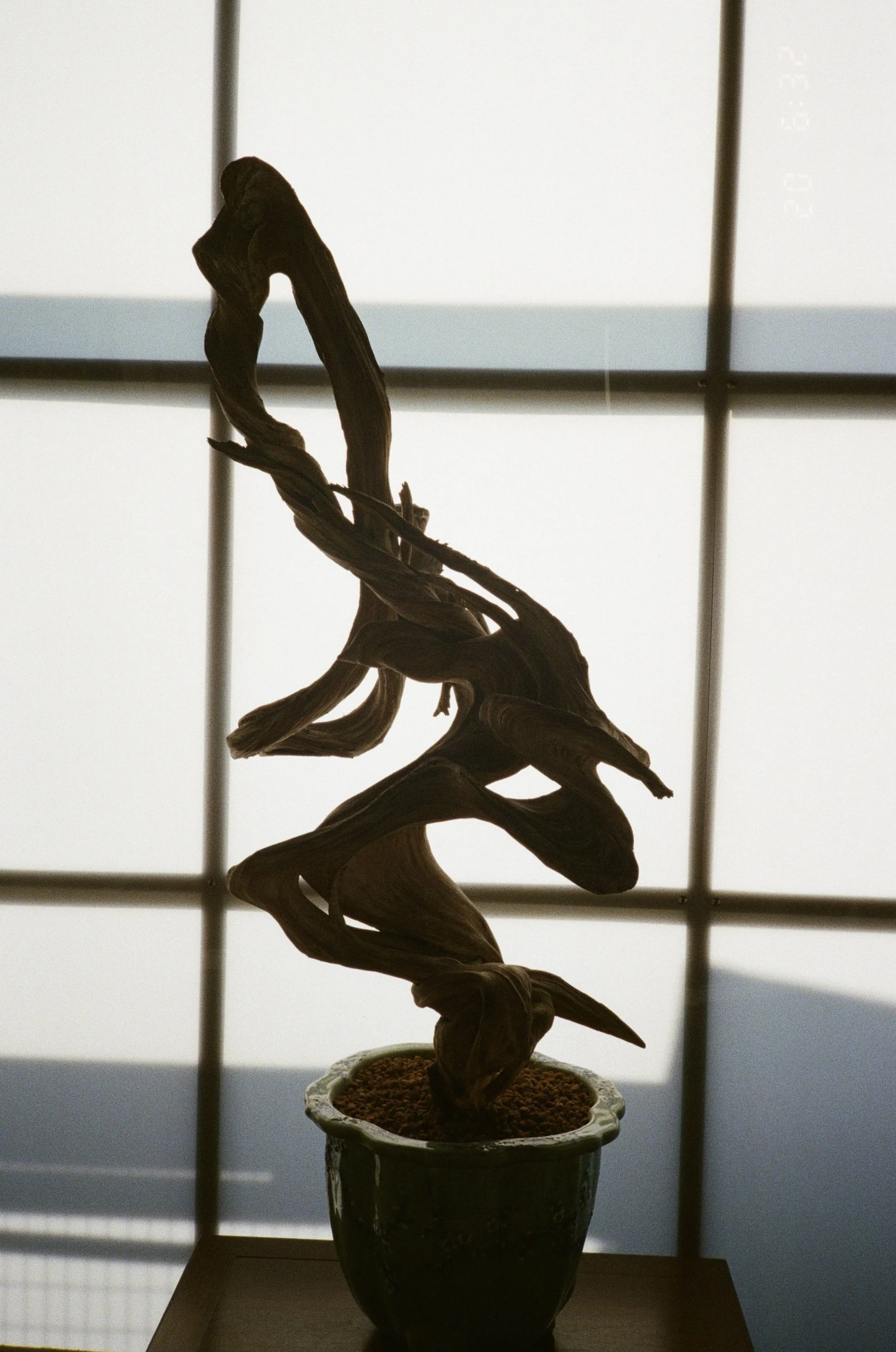 A potted dried twisted ornamental plant against a backlit window with a grid pattern.