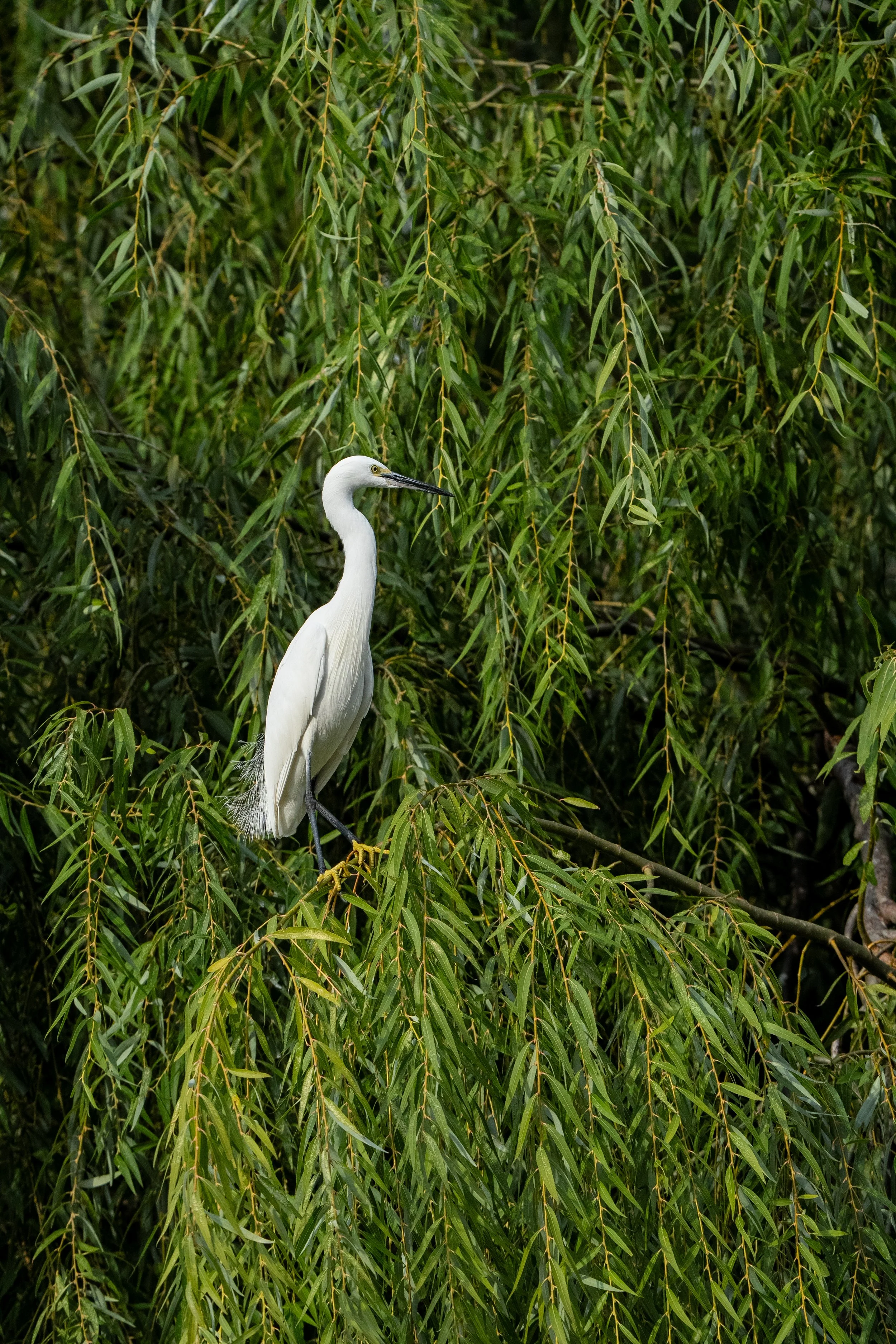 Egret.jpg