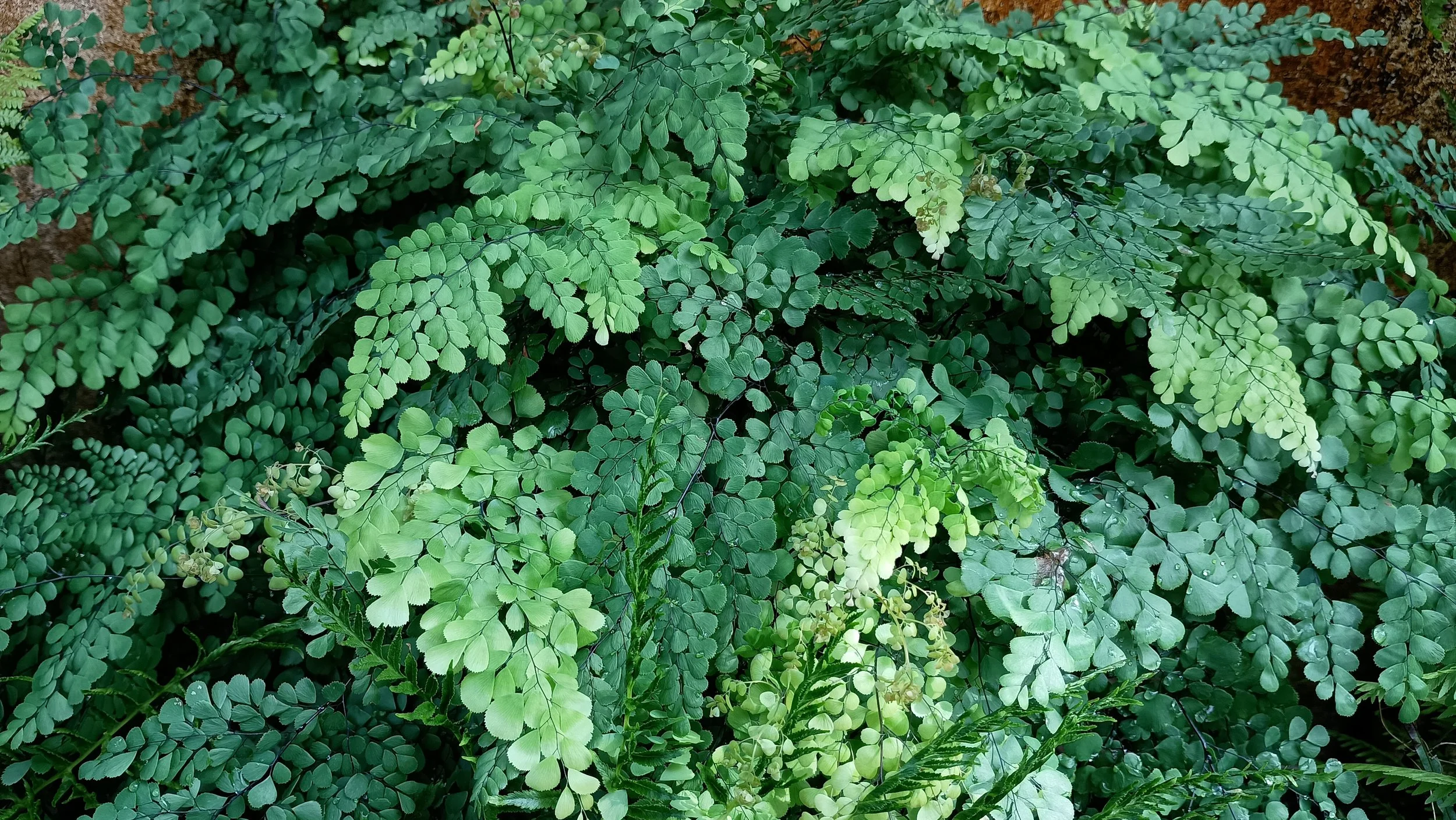 Green fern leaves with small, rounded leaflets, some with water droplets, growing densely together.