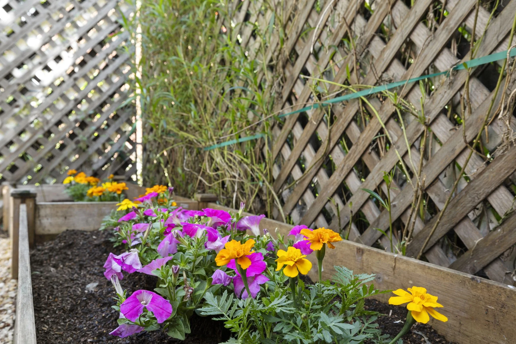 Colorful pink and yellow flowers growing in wooden garden beds alongside a lattice fence with vines.