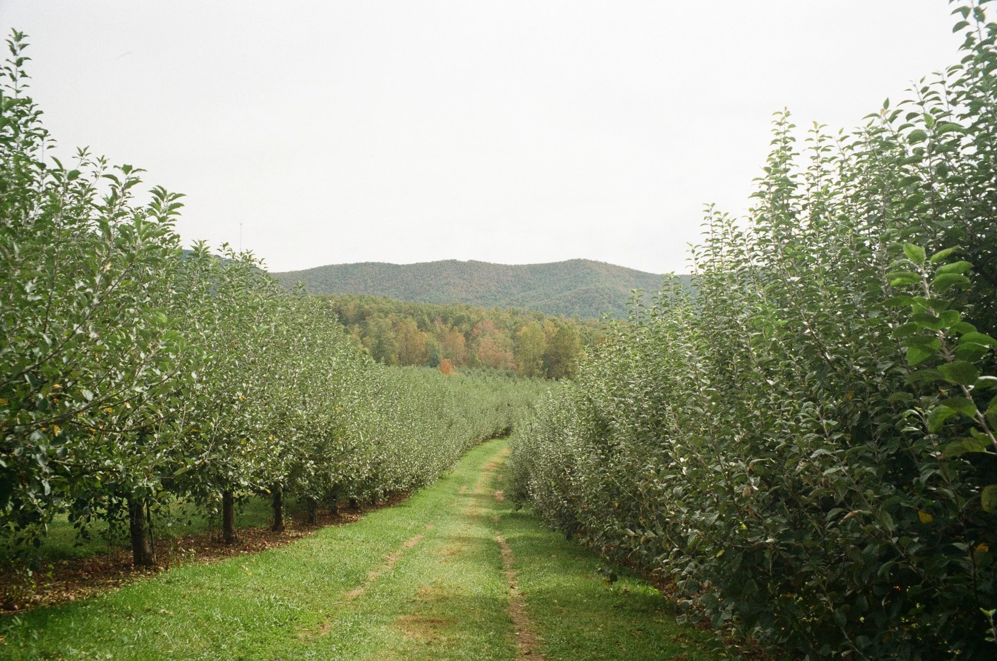 Broadwell_AppleOrchard_Photography.jpg