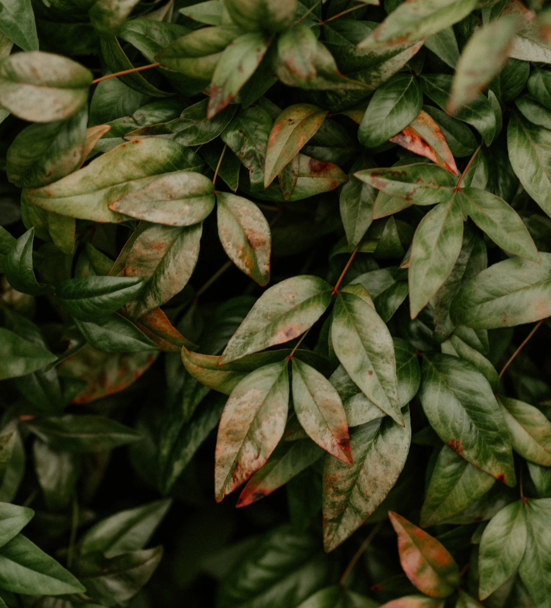 Broadwell_LeavesOfSummer_Photography.jpg