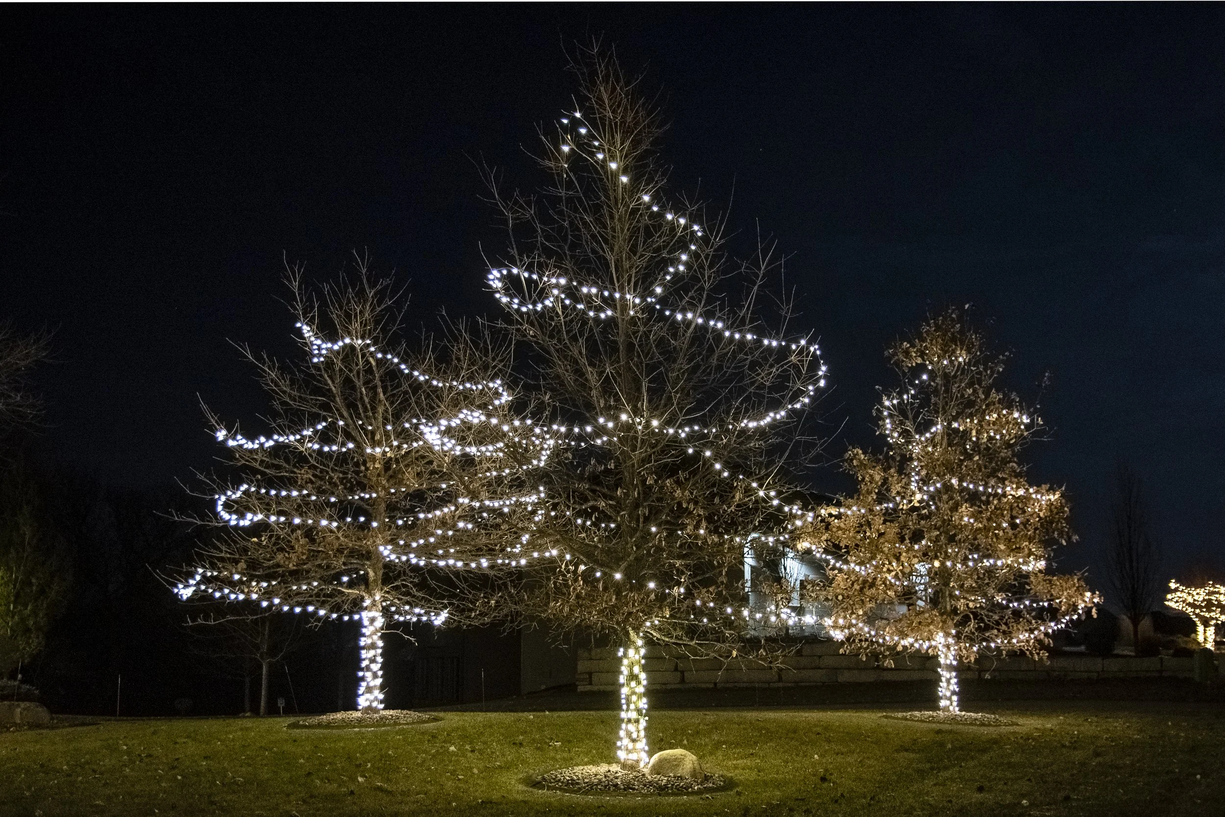 Decorative trees wrapped with white string lights at night in a residential area.
