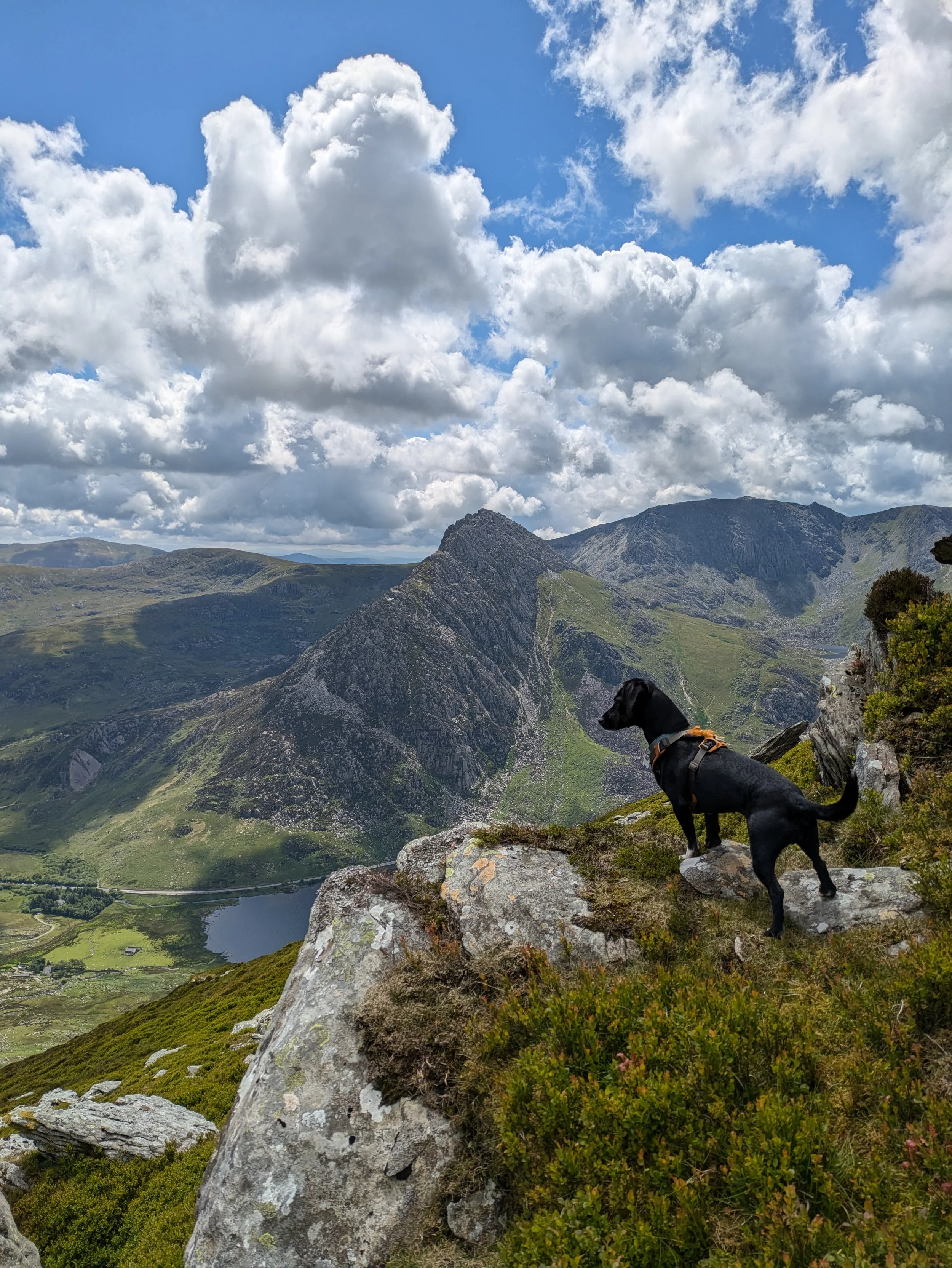 tryfan hiking with dogs. Snowdonia hiking with dog. groups hikes. mountian walking