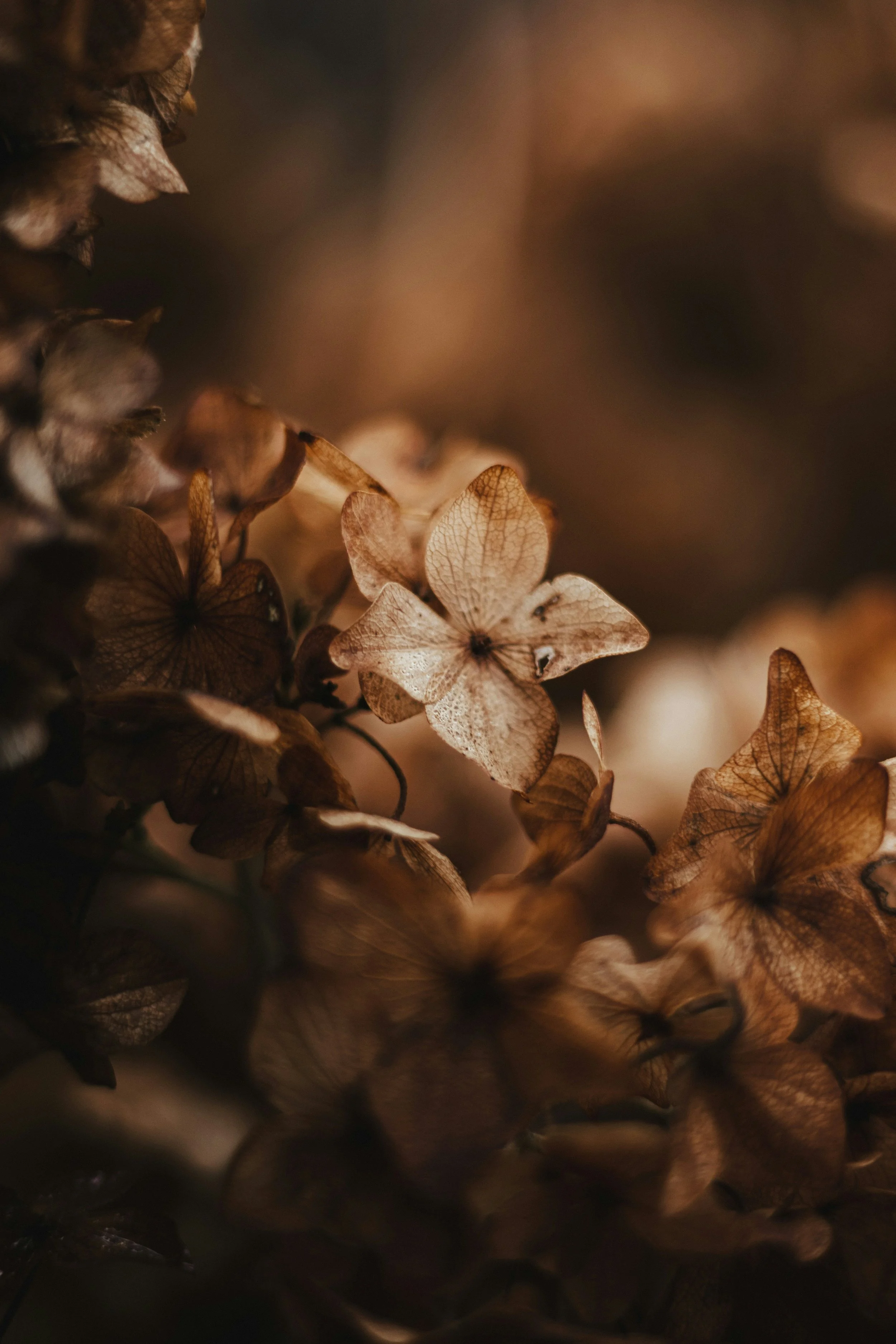 Close-up of dried, brown hydrangea flower petals.