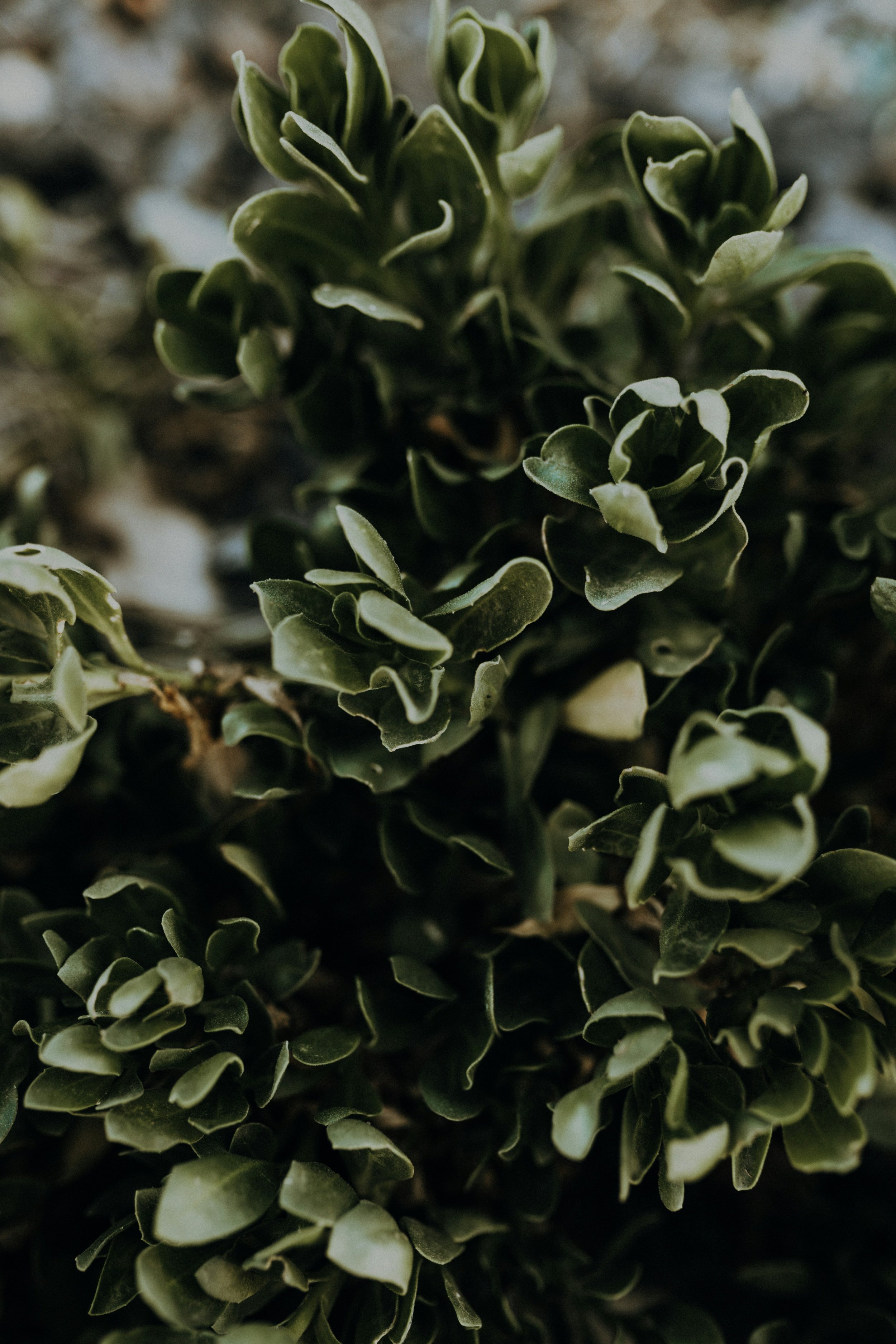 Close-up of green and white variegated succulent plant with ruffled leaves.