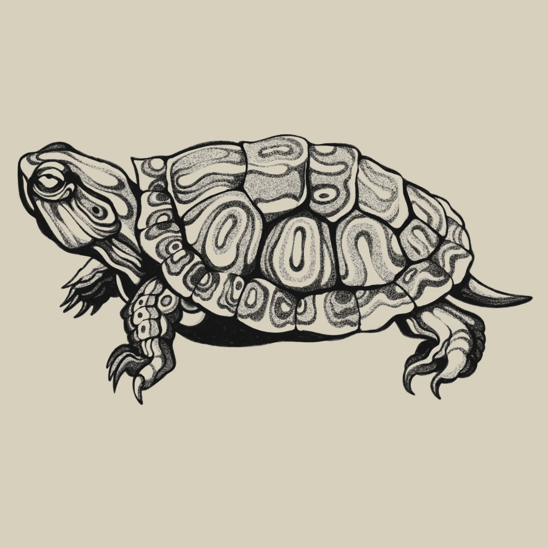 Turtle
5.5 x 3"
350 - 450