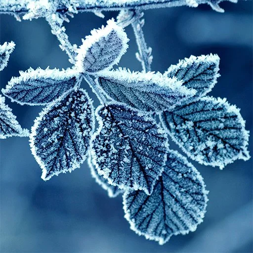 Changing Seasons