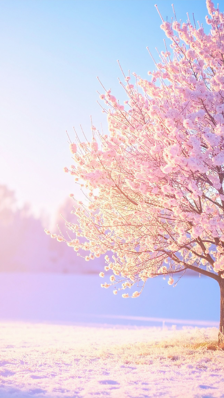 Pink cherry blossom tree in full bloom on a sunny winter day with snow on the ground and a clear blue sky.