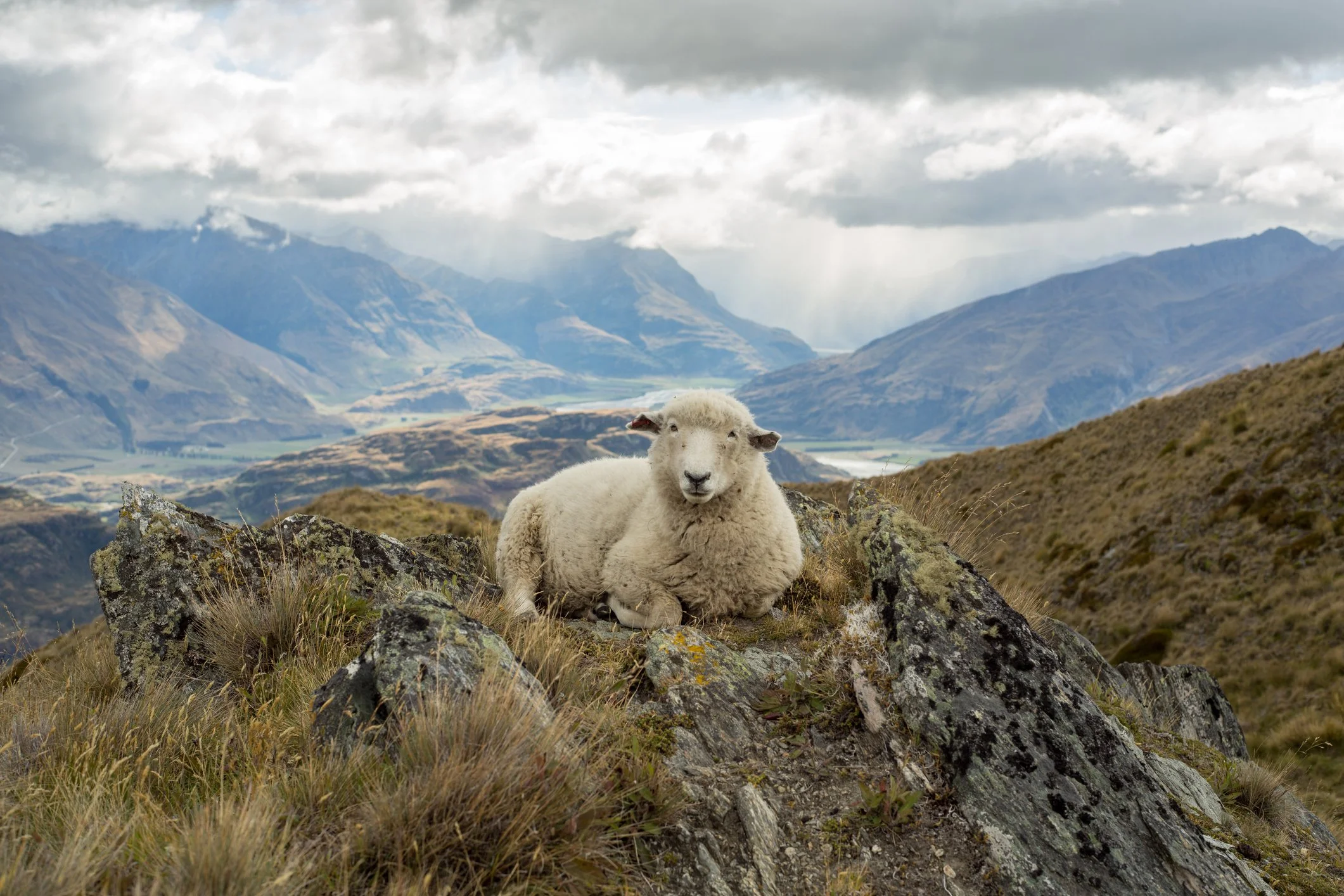 Sheep resting among the rugged high country landscape of Central Otago, reflecting the region's rural character and natural beauty.