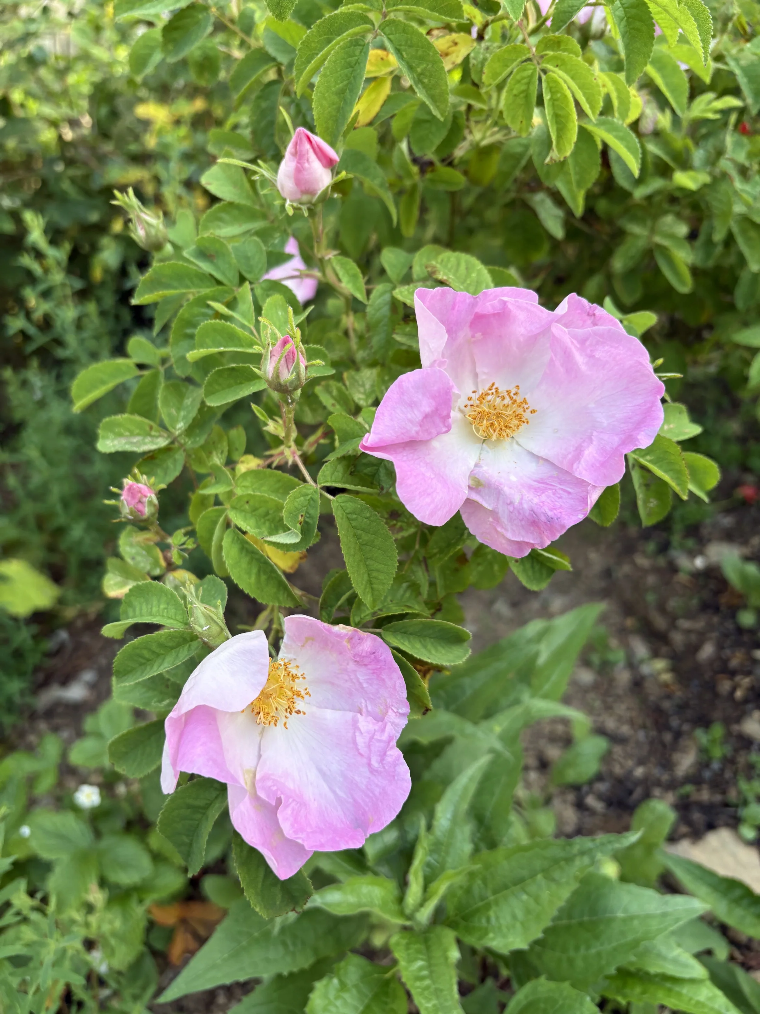 IMG_9486.jpeg