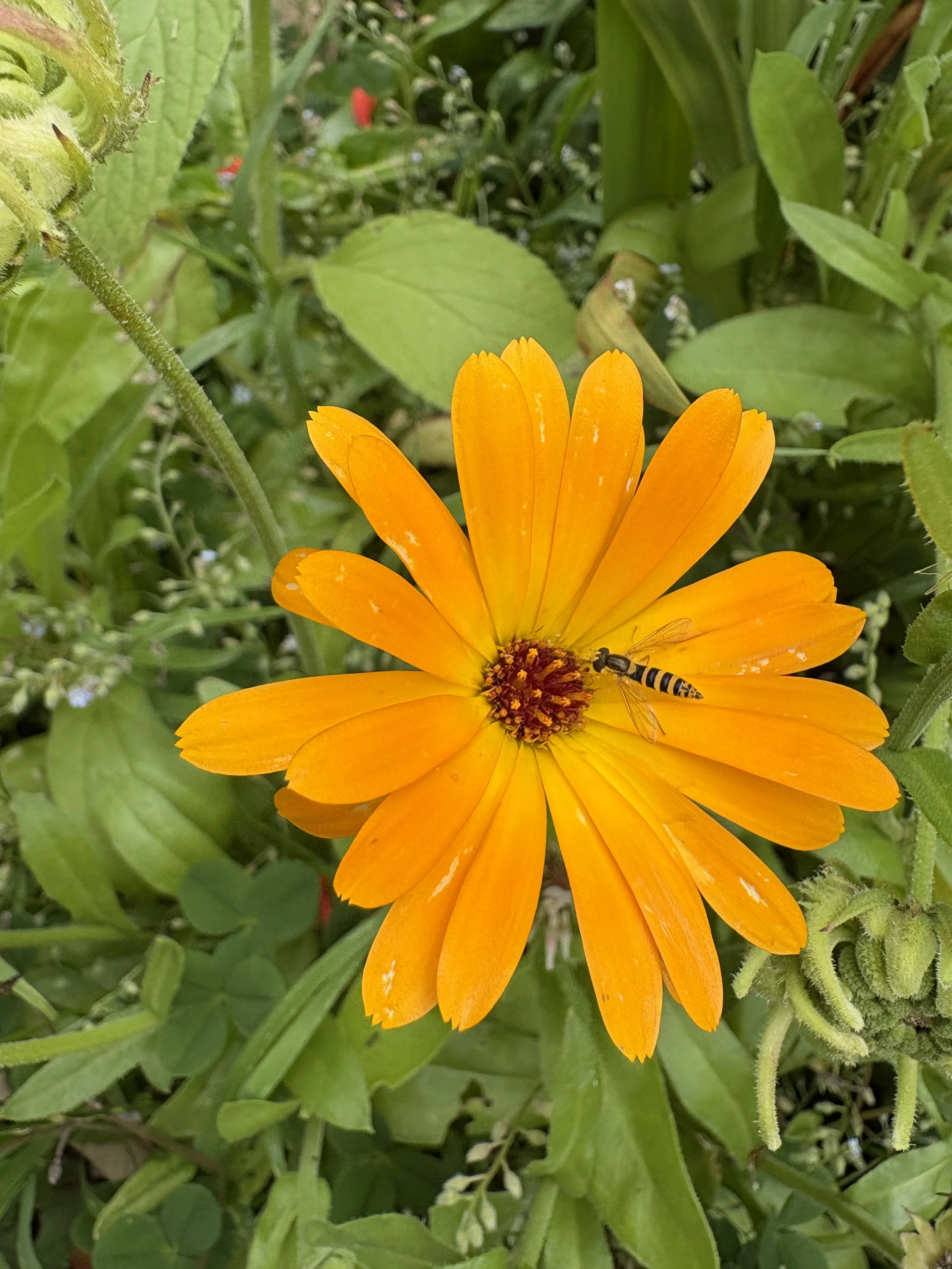 Hoverfly on calendula