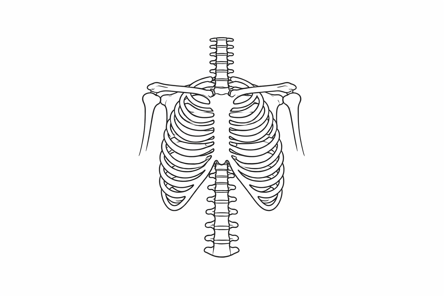 Rib cage and spine illustration representing posture, breathing, and osteopathic care