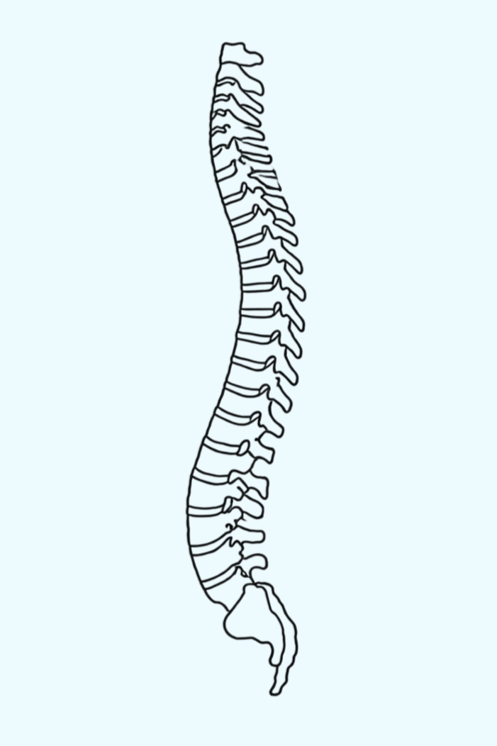 Osteopathic spine illustration representing back pain treatment in London, Ontario