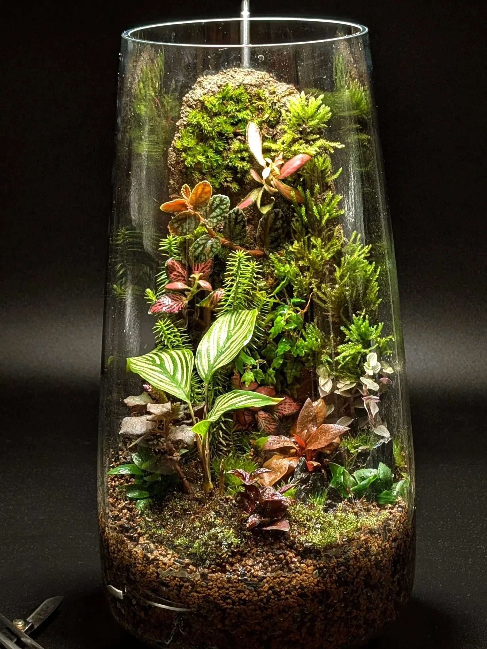 Terrarium en verre avec diverses plantes vertes, rouges et à feuilles variées, sur un fond noir.