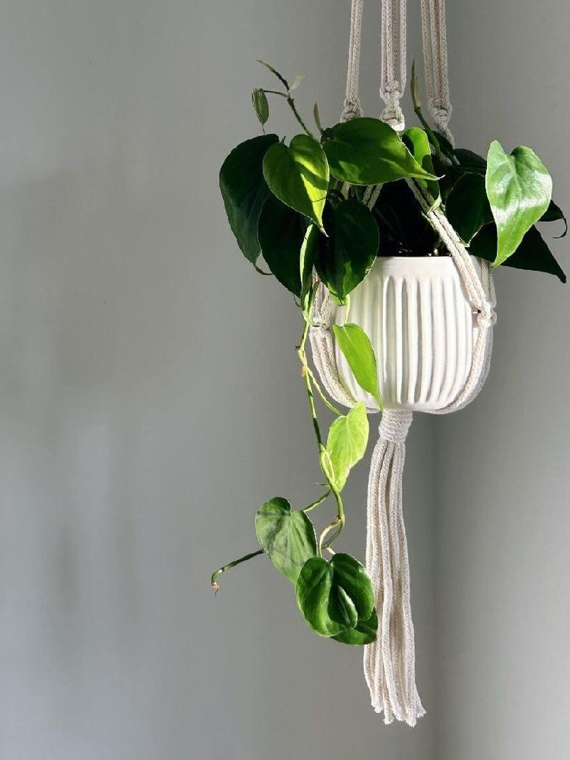 Plante en pot suspendue dans un support en macramé, contre un mur de couleur neutre.