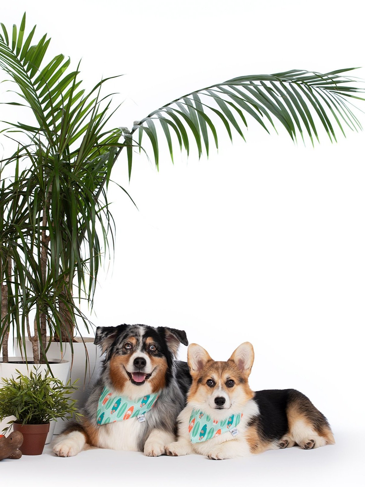 Deux chiens Couchés devant des plantes vertes en pots, portant des bandanas colorés avec un motif de feuilles.