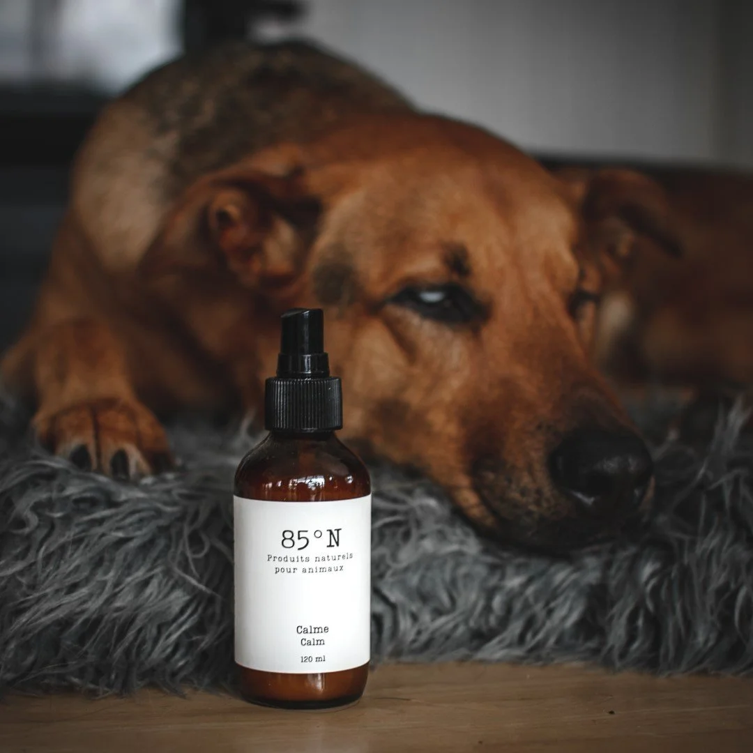 Un spray pour animaux placé devant un chien allongé sur un tapis en fourrure grise, dans une lumière douce.