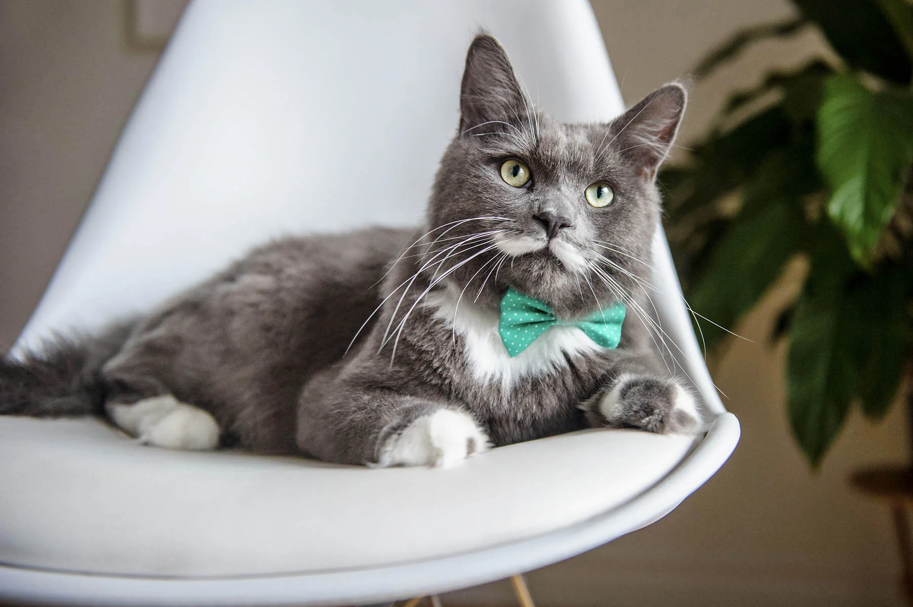 PEPITO LE CHAT 4.jpg