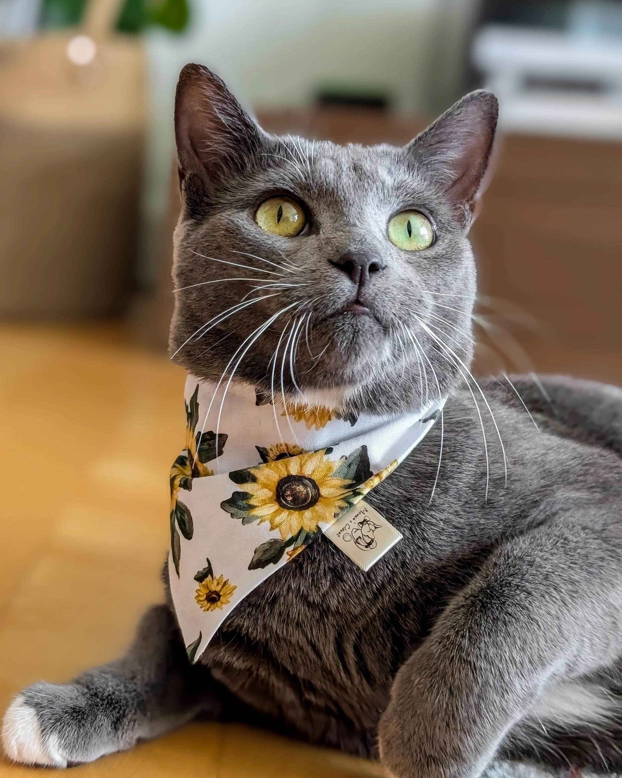 Chat gris avec un bandana à motifs de tournesols, regardant droit devant, en intérieur.