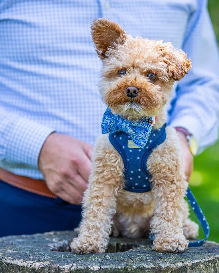 Un chien mignon portant un nœud papillon bleu, assis sur un tronc d'arbre avec un humain en arrière-plan.