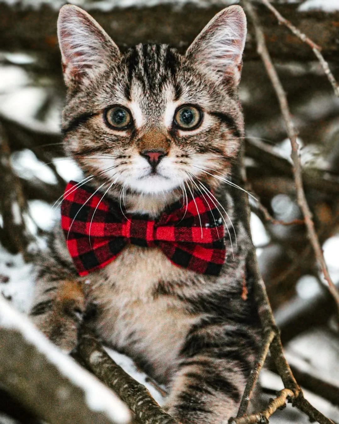 Un chat tacheté avec un nœud papillon rouge et noir, assis dans un arbre en hiver.