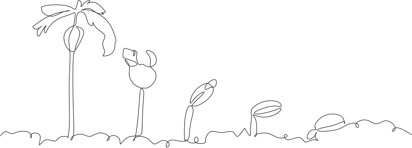 Line drawing of five different palm trees and plants on the ground, depicted in a minimalist style.