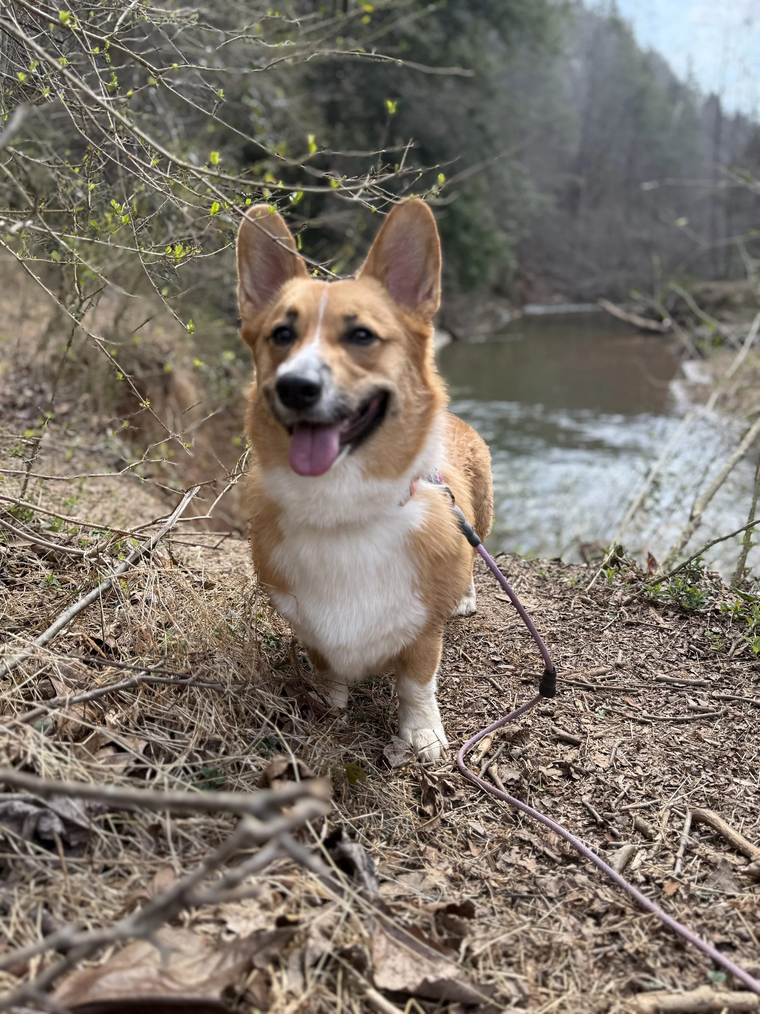 A happy corgi dog with a tan and white coat, standing outdoors near a creek, surrounded by dry leaves, twigs, and budding green plants on a sunny day.