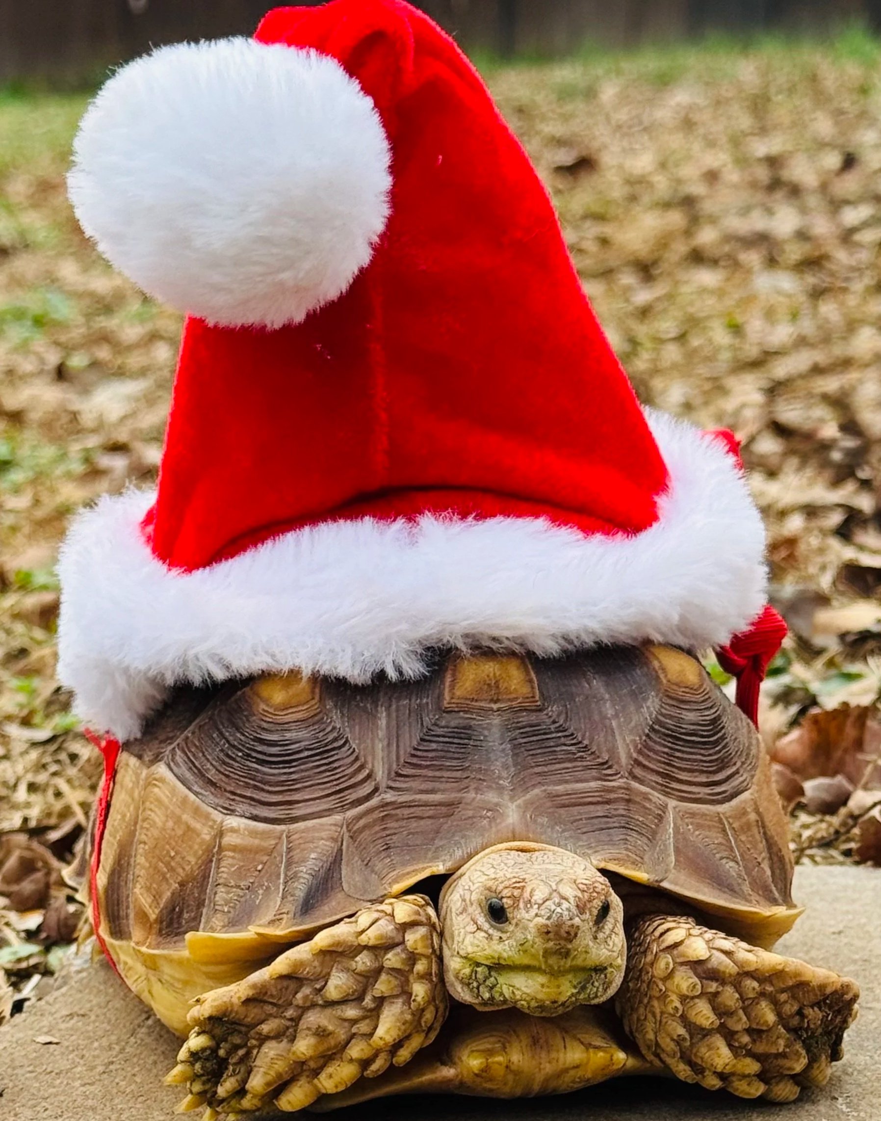 A turtle wearing a red Santa hat with white fur trim, sitting outdoors on a concrete surface with foliage in the background.