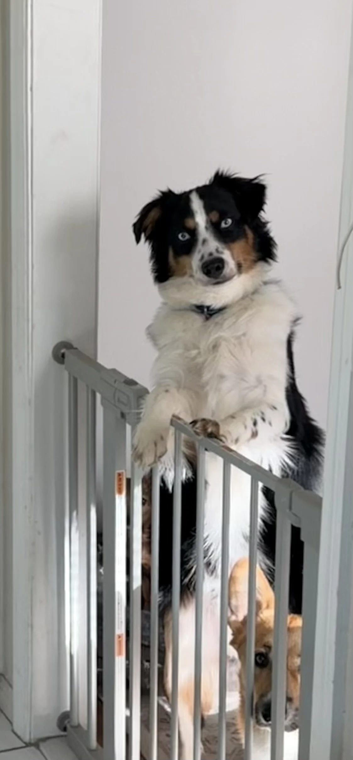 An Australian Shepherd dog with blue eyes peering over a pet gate in a white room.