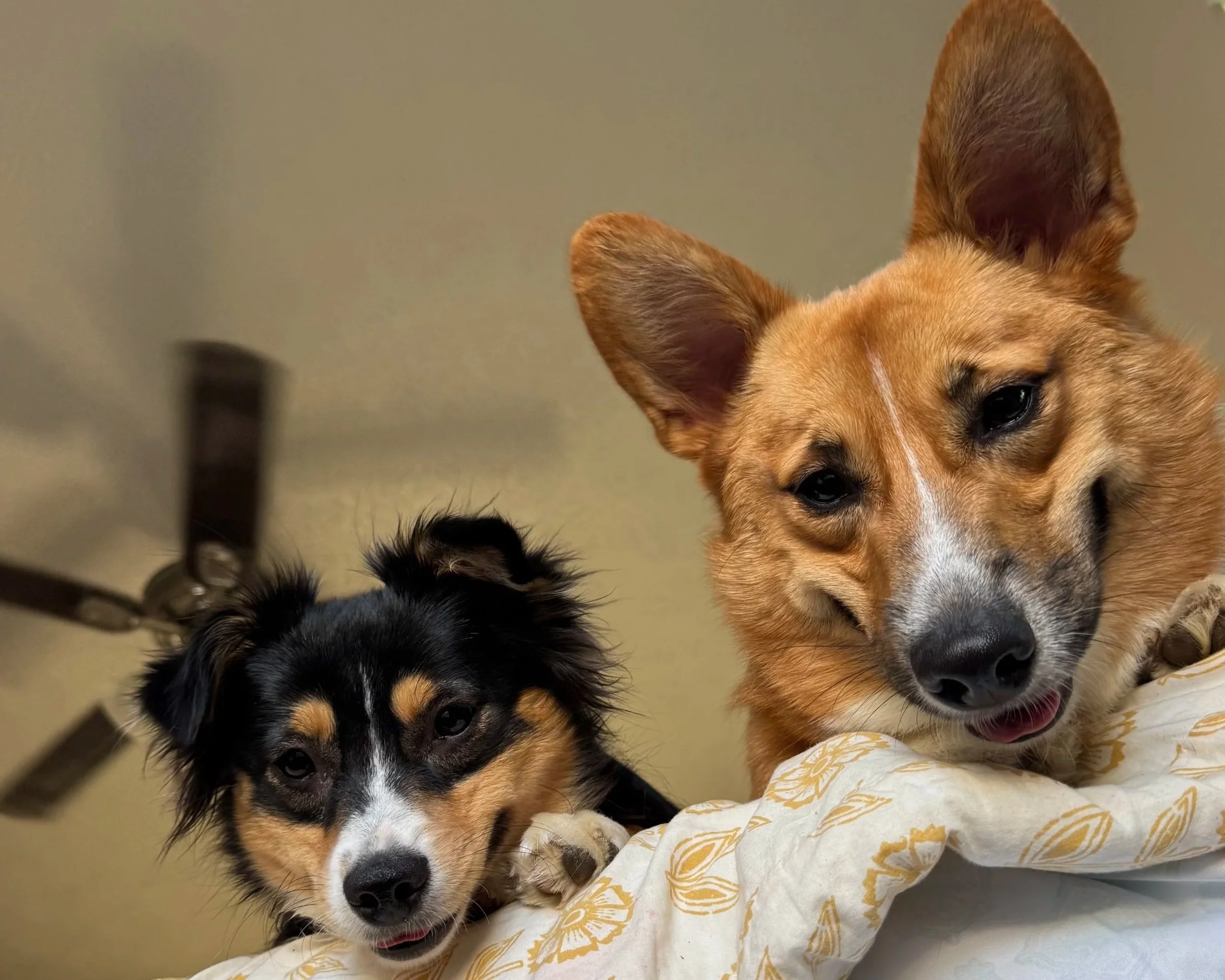 Close-up of a dog with large ears and a black and tan coat, and a smaller dog with a tan and white coat, both lying on a patterned white and yellow blanket.