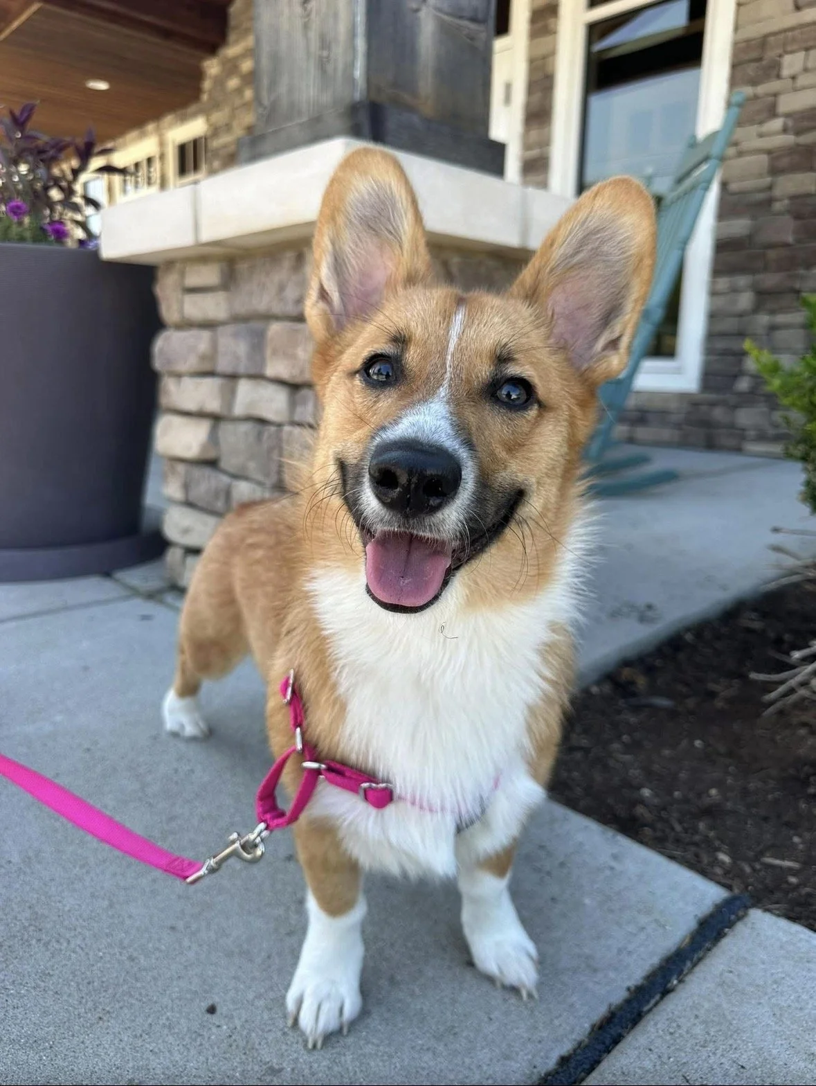 A happy Corgi dog with large ears, wearing a pink harness and leash, standing on a concrete sidewalk in front of a brick building and potted plants.