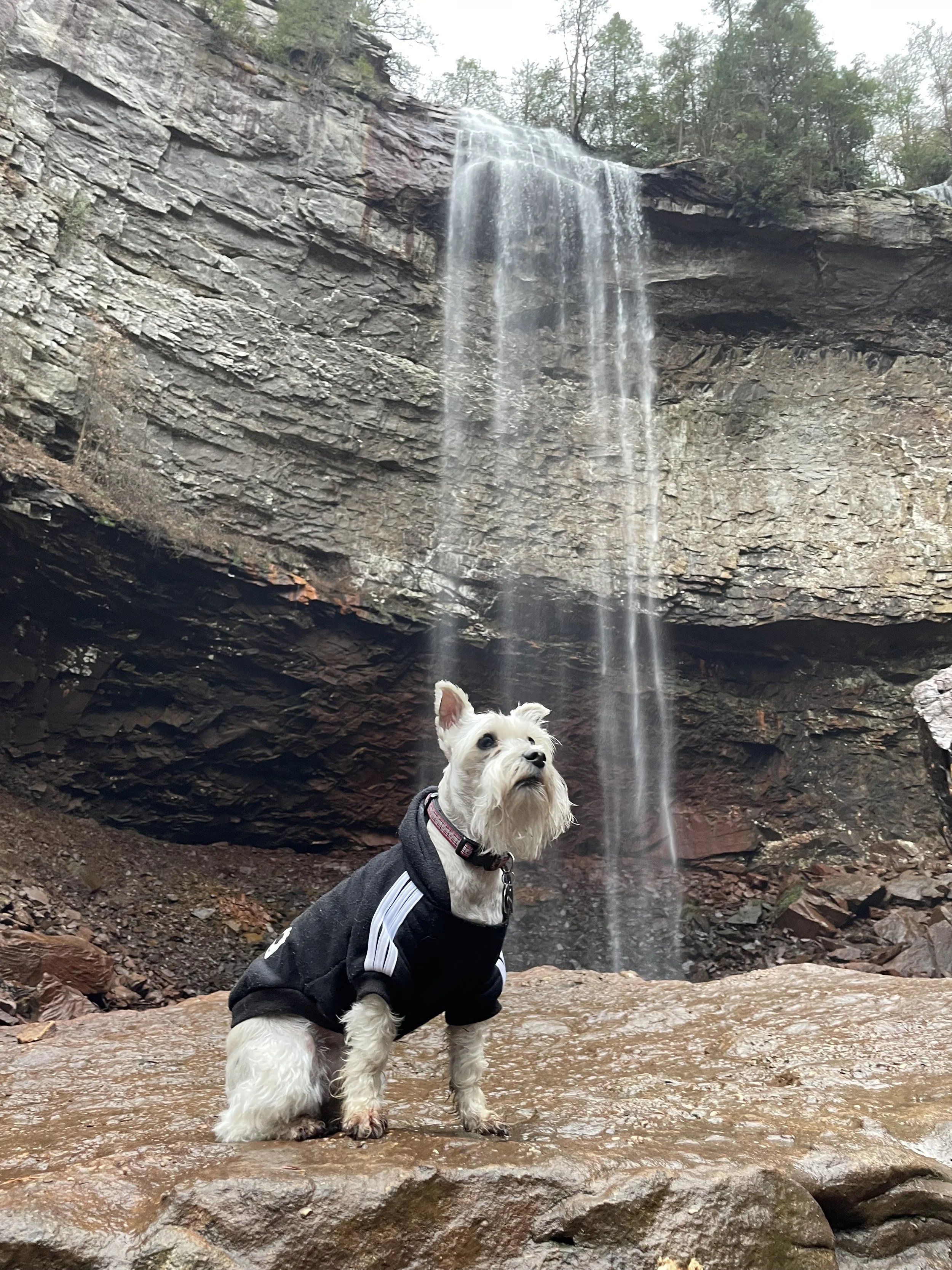 A West Highland White Terrier dog wearing a black jacket with white stripes, sitting on rocky ground in front of a small waterfall falling from a rocky ledge in a forest setting.