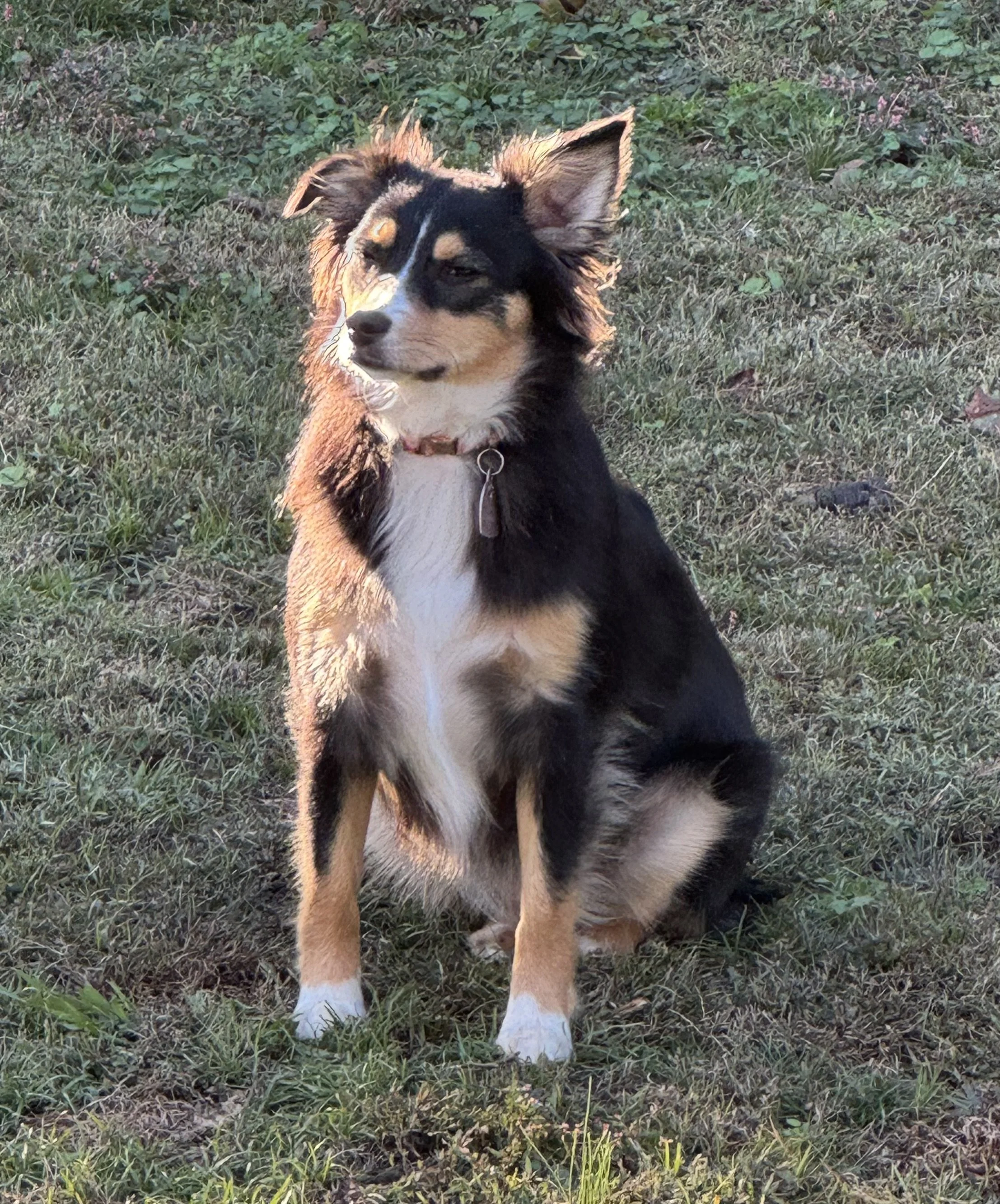 A dog with black, tan, and white fur sitting on a grassy area with green foliage in the background.