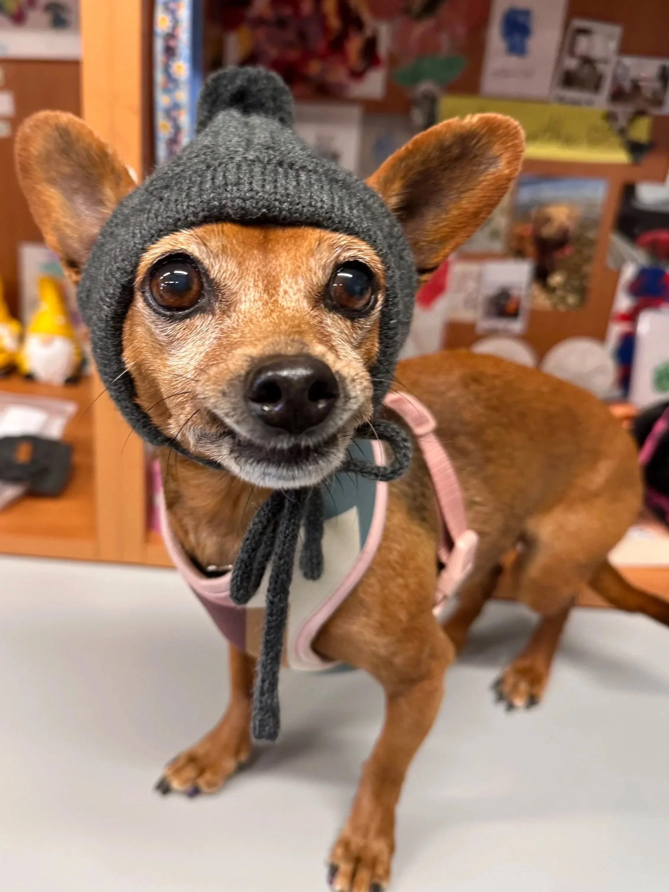 A small dog wearing a gray knit hat and a pink harness, standing on a table with a colorful bulletin board and photos in the background.