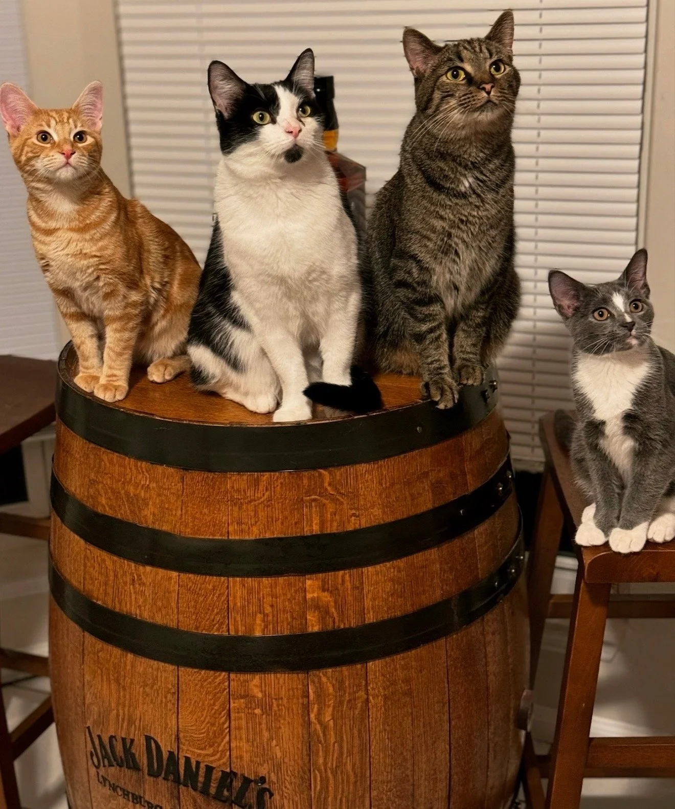 Five cats sitting on a wooden barrel.