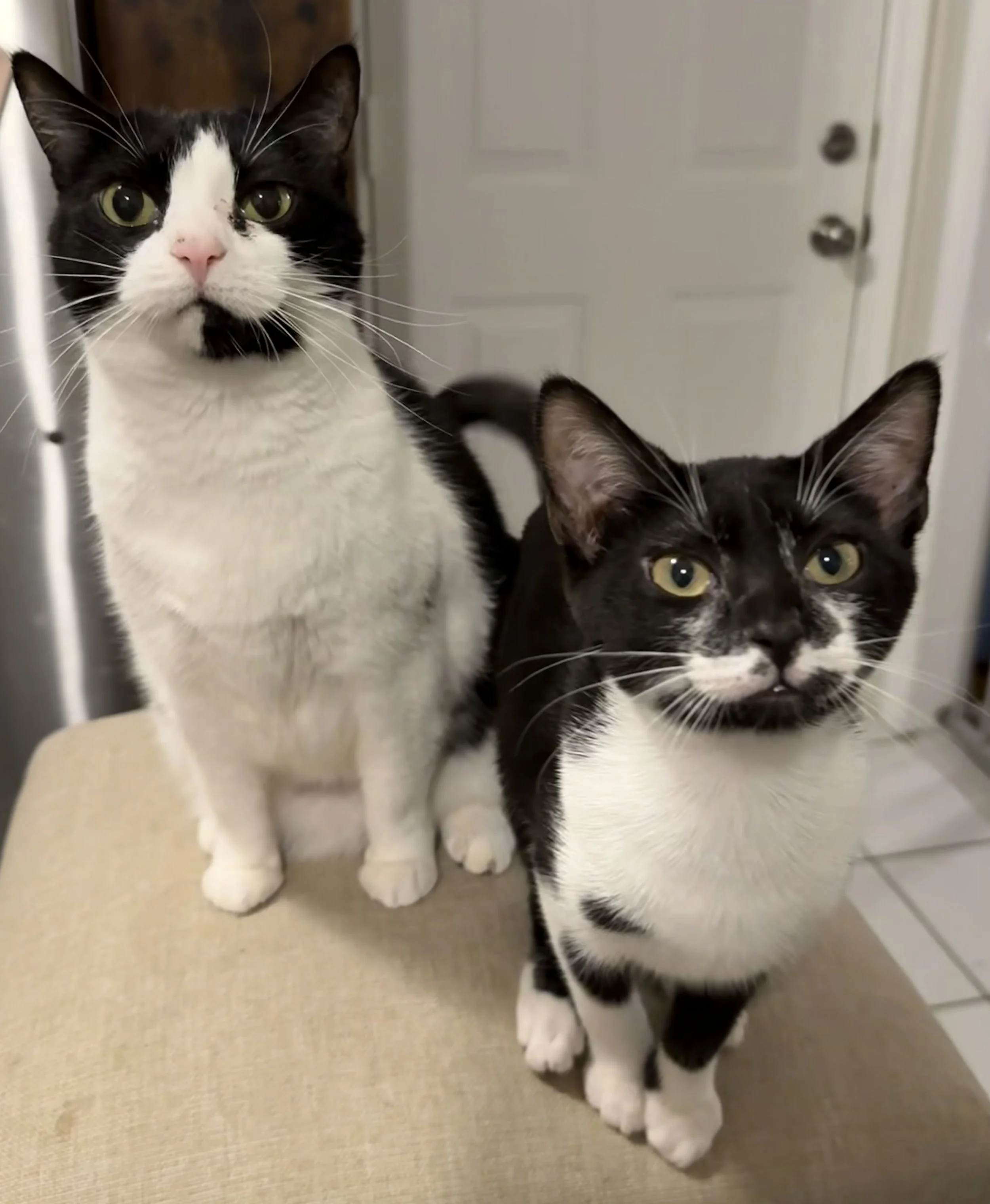 Close-up of two black and white cats sitting on a beige carpet in front of a closed white door.