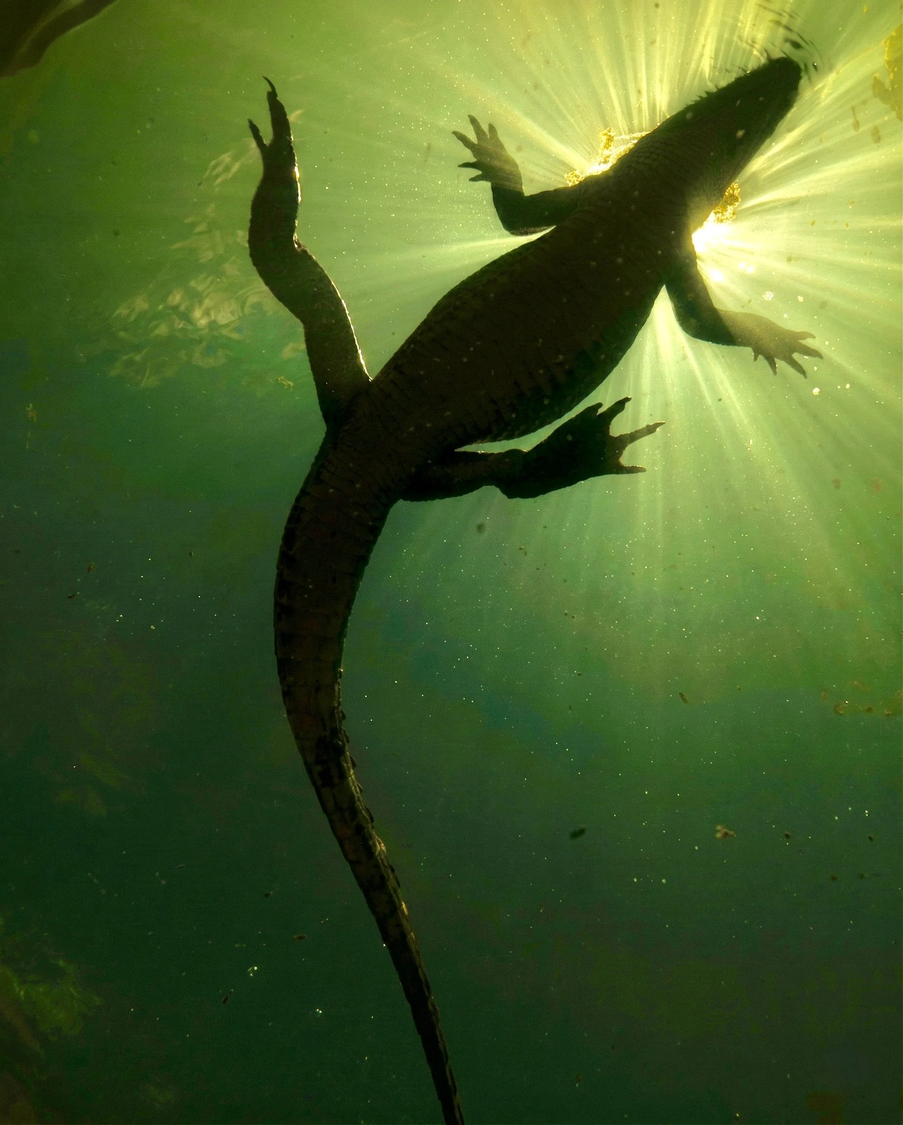 A silhouette of a crocodile swimming underwater, with its head and body illuminated by sunlight shining through the water.
