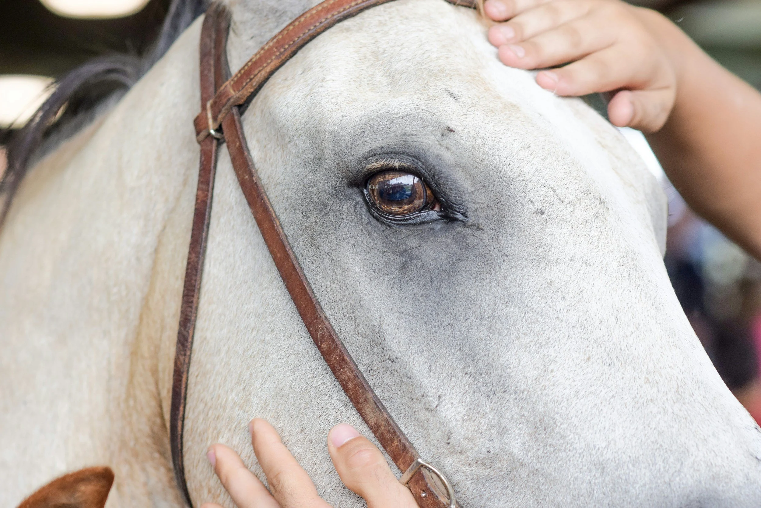 Close-up of a light-colored horse's face with a person petting its neck.