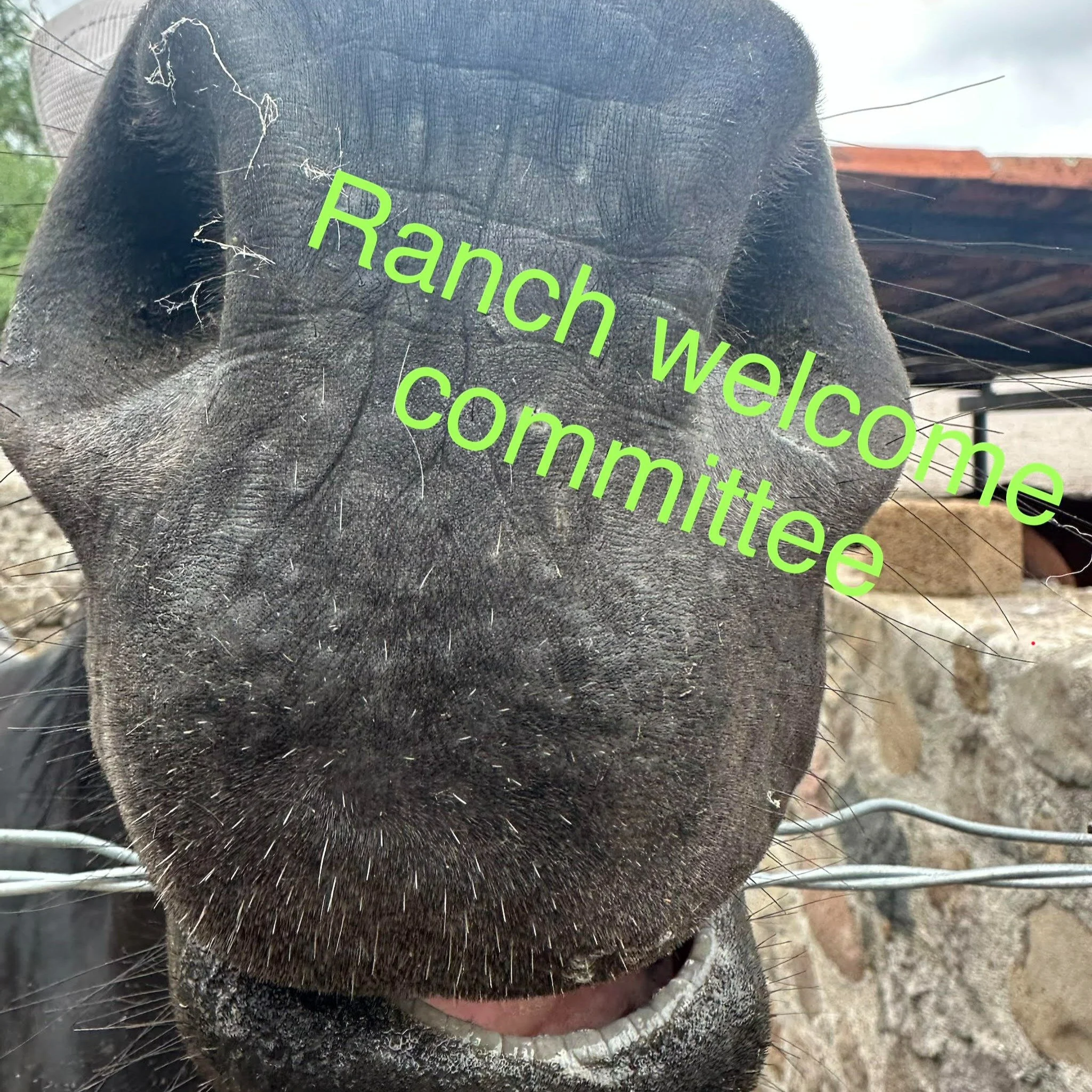 Do you have treats? 🥕🥕

No.

&hellip;I&rsquo;ll wait....

#equinetherapy #horselife #horsenose #ranchlife #equineconnection #horselovers #therapyhorse #horsehumor #equinehealing #horsekisses