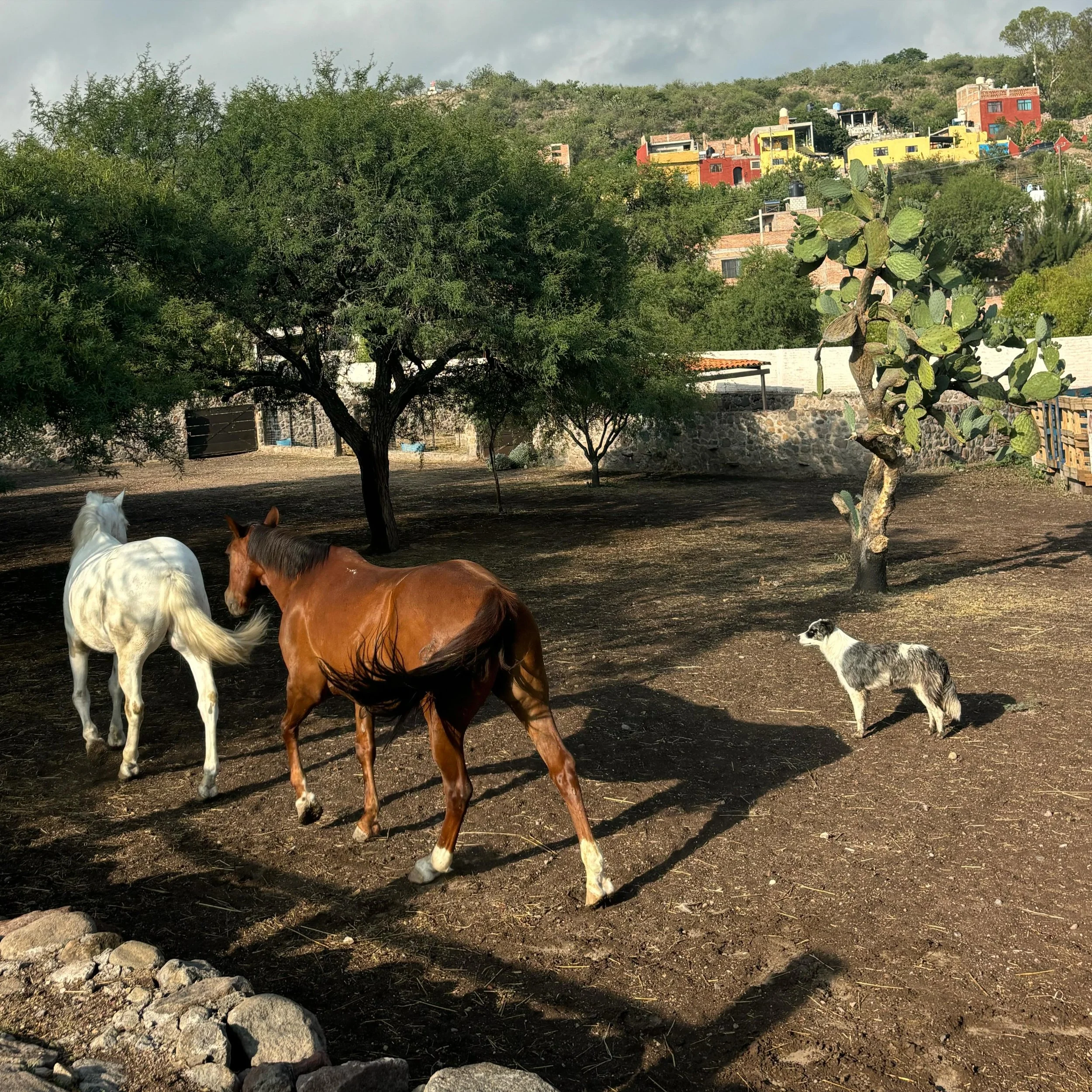 Happy Rainy Season! Everyone is loving the mud&hellip;🐾#equinoterapia #EquinoTerapiaSMA #sanmigueldeallende #ranchoortega #ranchlife