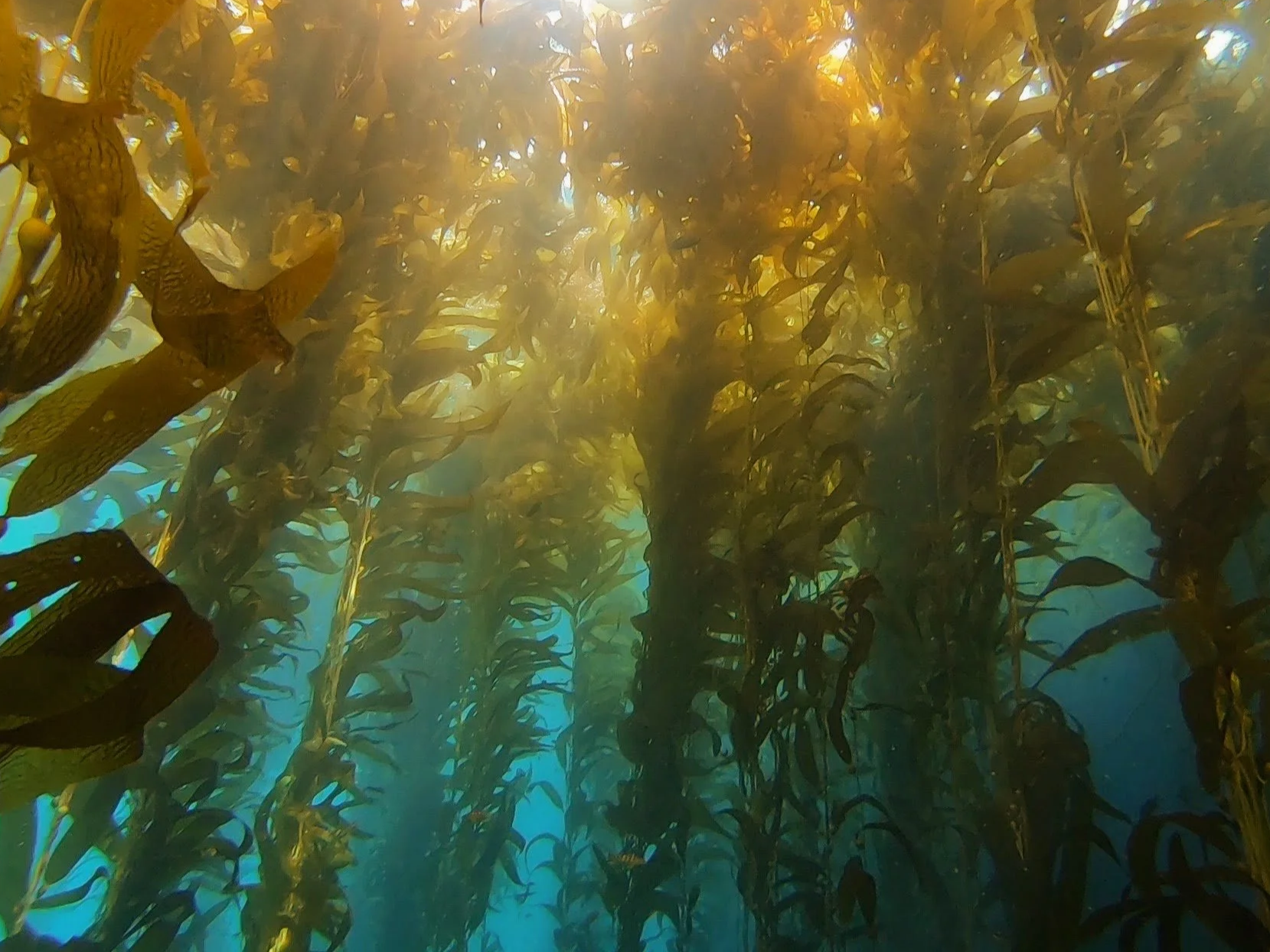 Underwater scene with a scuba diver among kelp and fish, including a large fish in the foreground and smaller fish in the background.