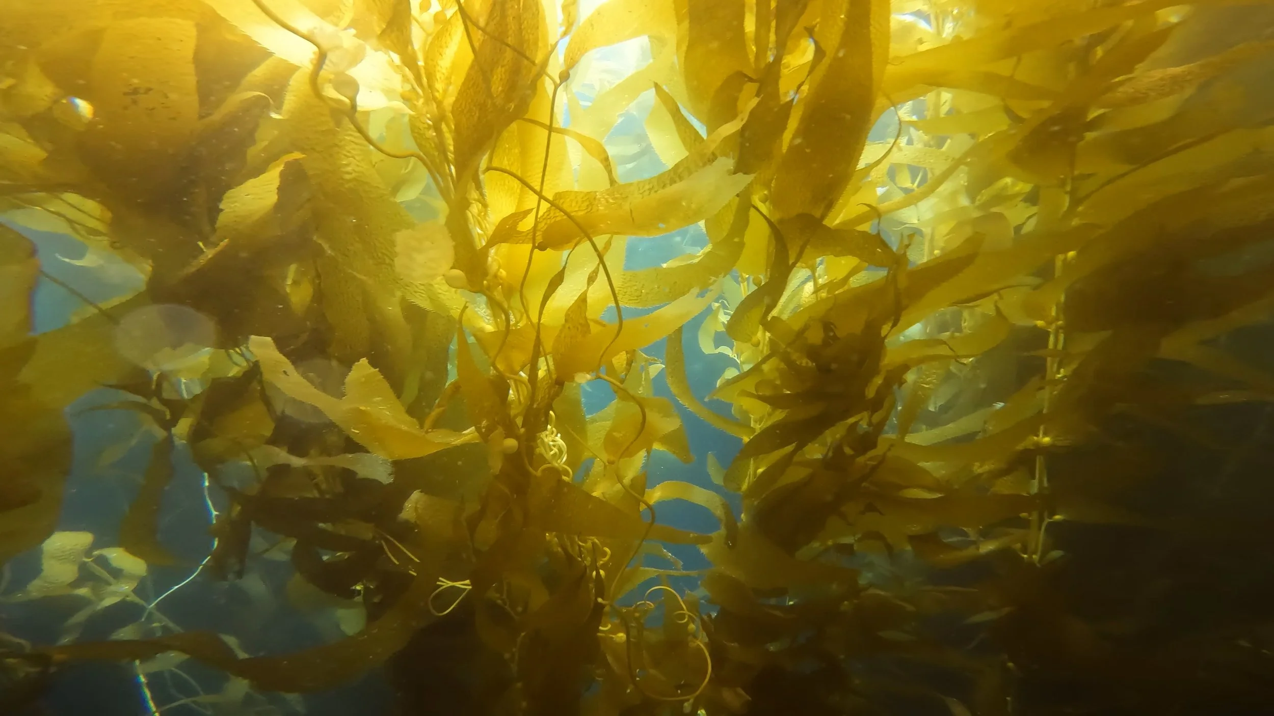 Underwater shot of a dense forest of yellow kelp or seaweed swaying in the ocean.