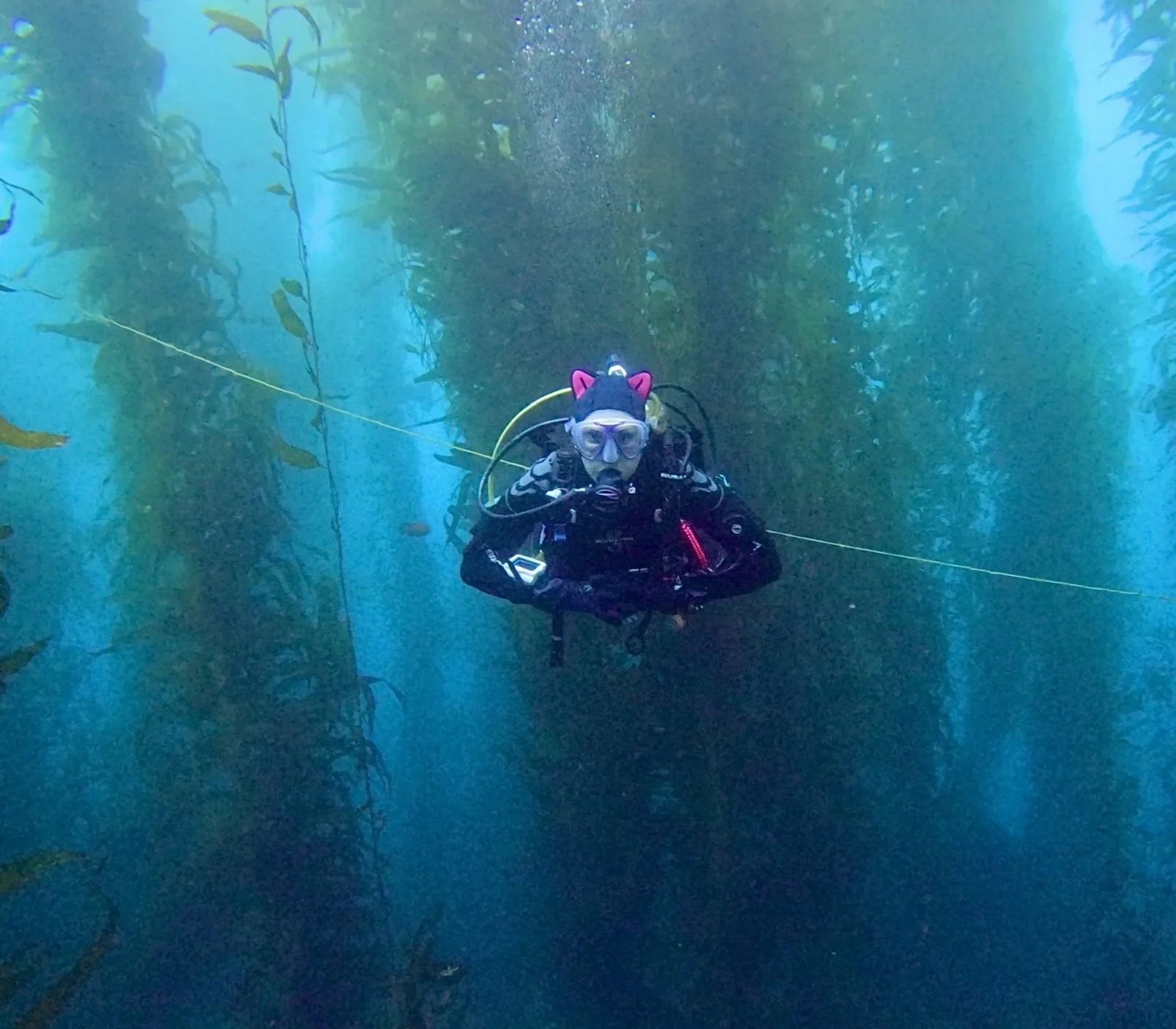 Person scuba diving underwater among kelp forest, wearing a black wetsuit and a pink cat ear headband, with diving goggles and breathing apparatus.