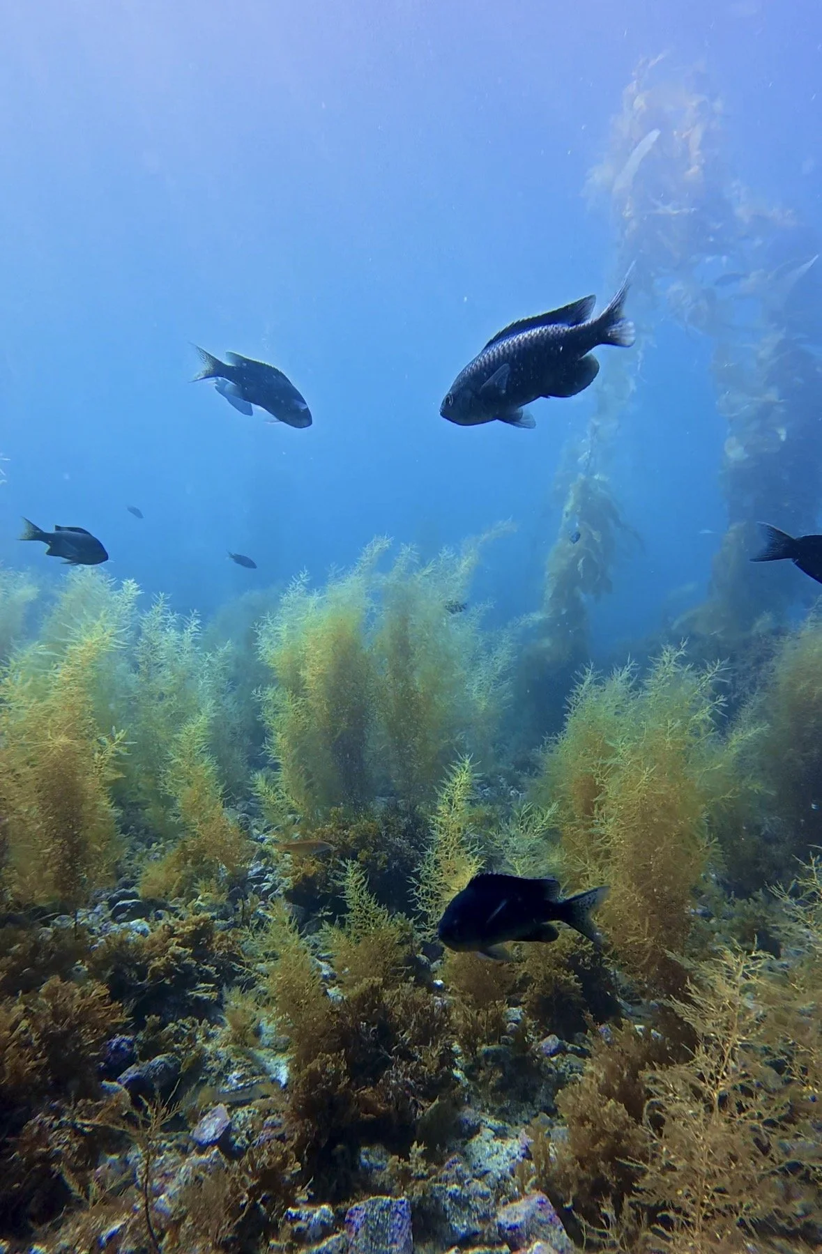 Underwater scene with several black fish swimming above seaweed and rocks.