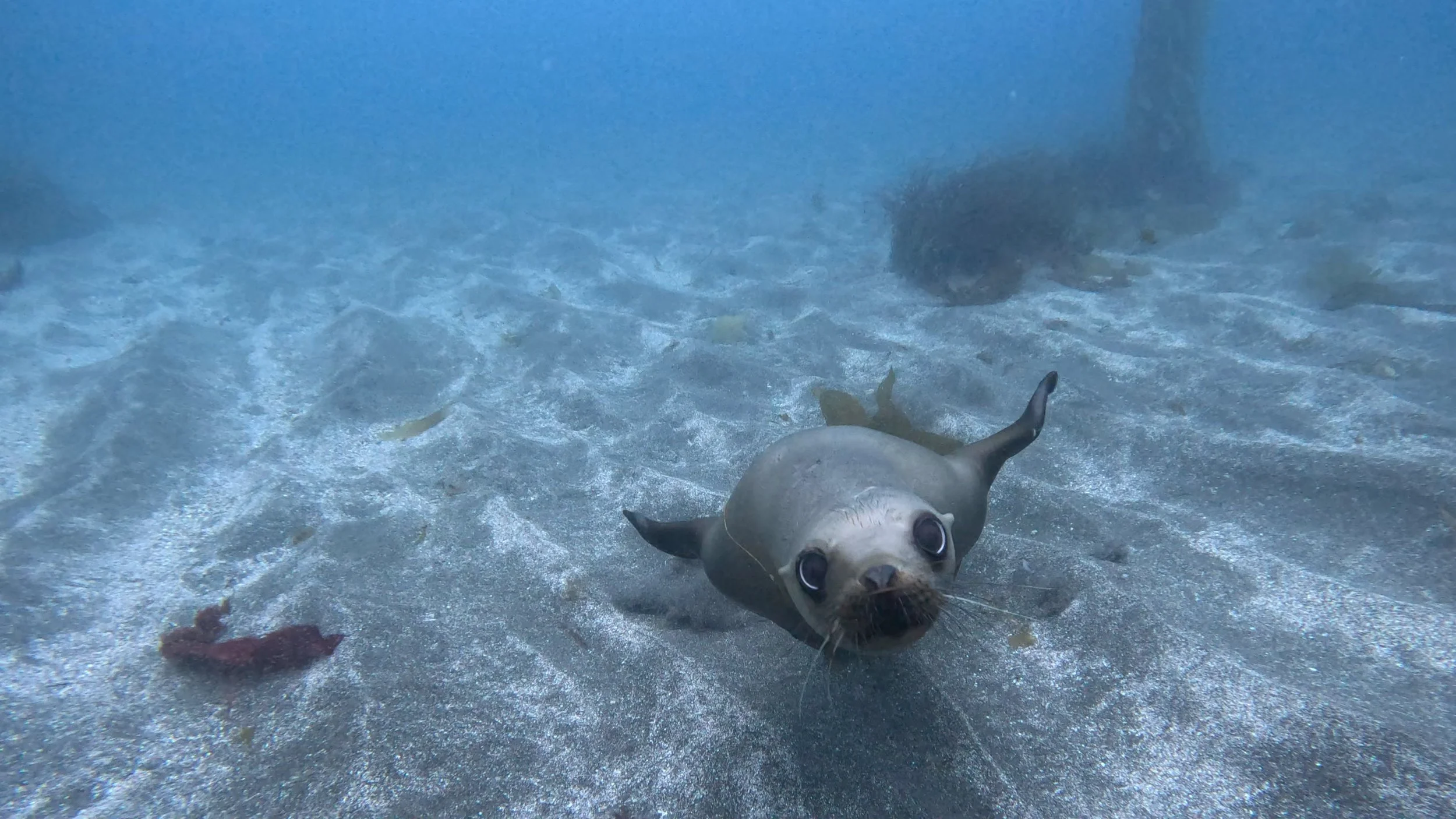 A small animal resembling a primate, possibly a monkey, underwater with large eyes and a rounded face surrounded by clear water and some underwater objects.