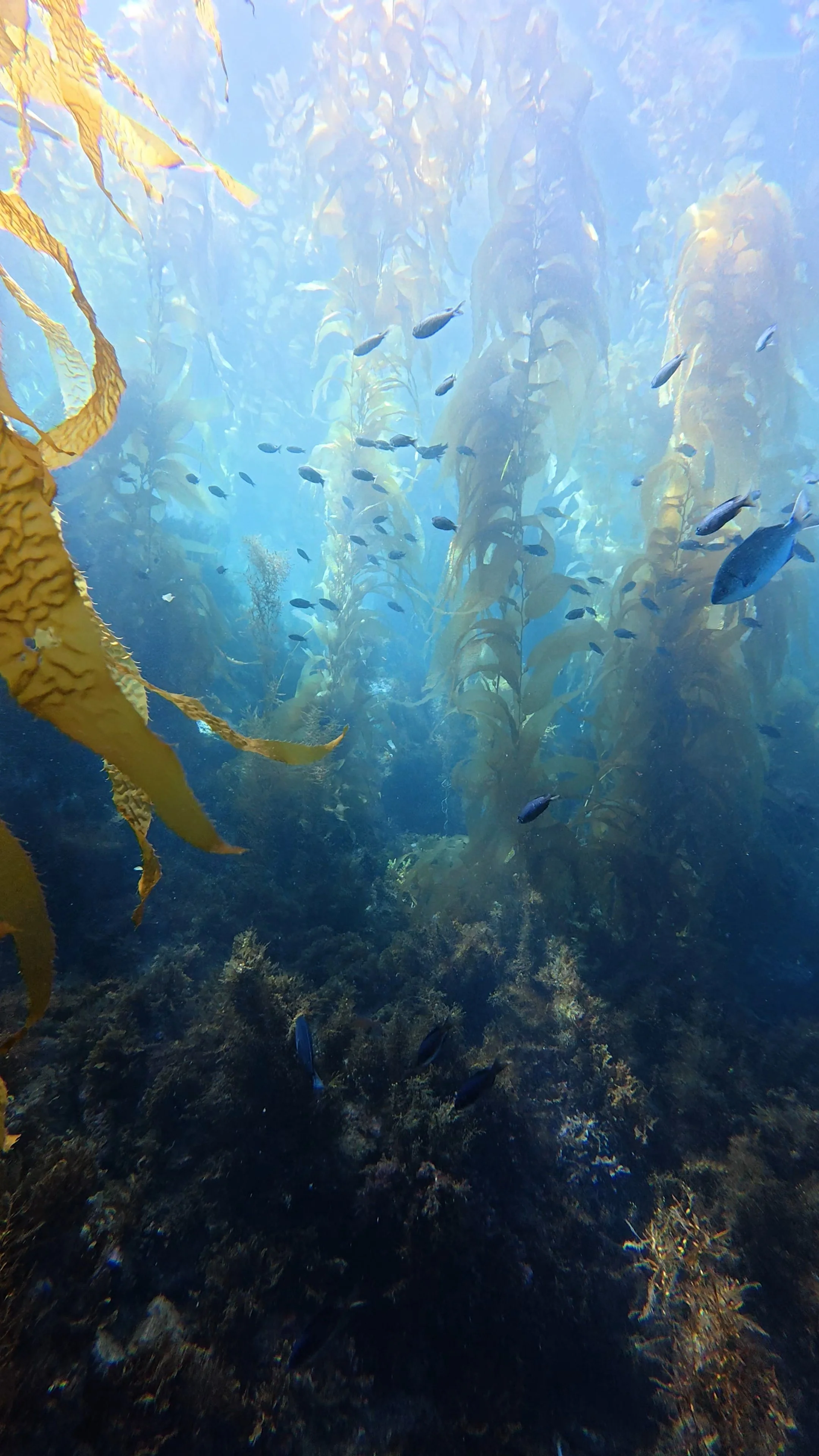 Underwater scene with kelp forests and small fish swimming around.