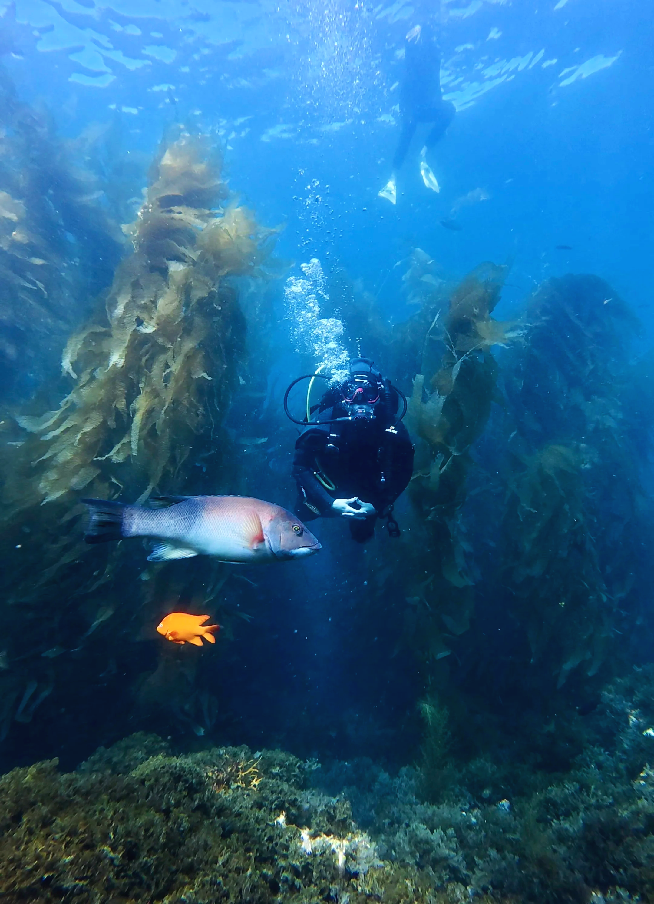 Underwater view of a colorful coral reef with green and purple seaweed and various small fish swimming in clear blue water.