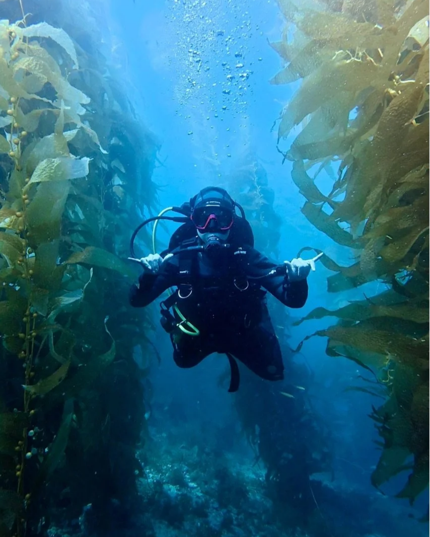 A scuba diver swimming among tall underwater kelp plants.